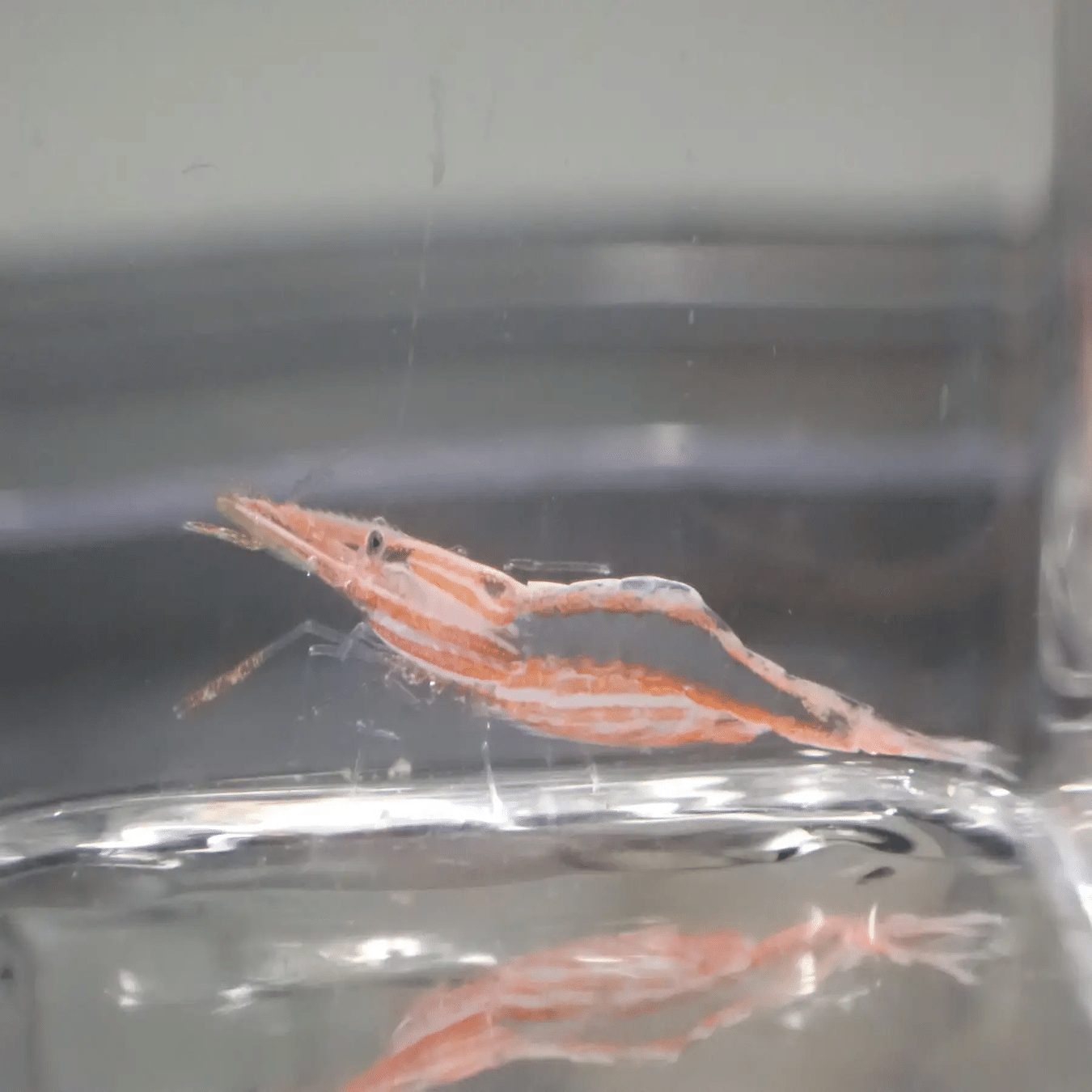 サンシャイン水族館が水中ドローンで新属・新種「トリノアシヤドリエビ