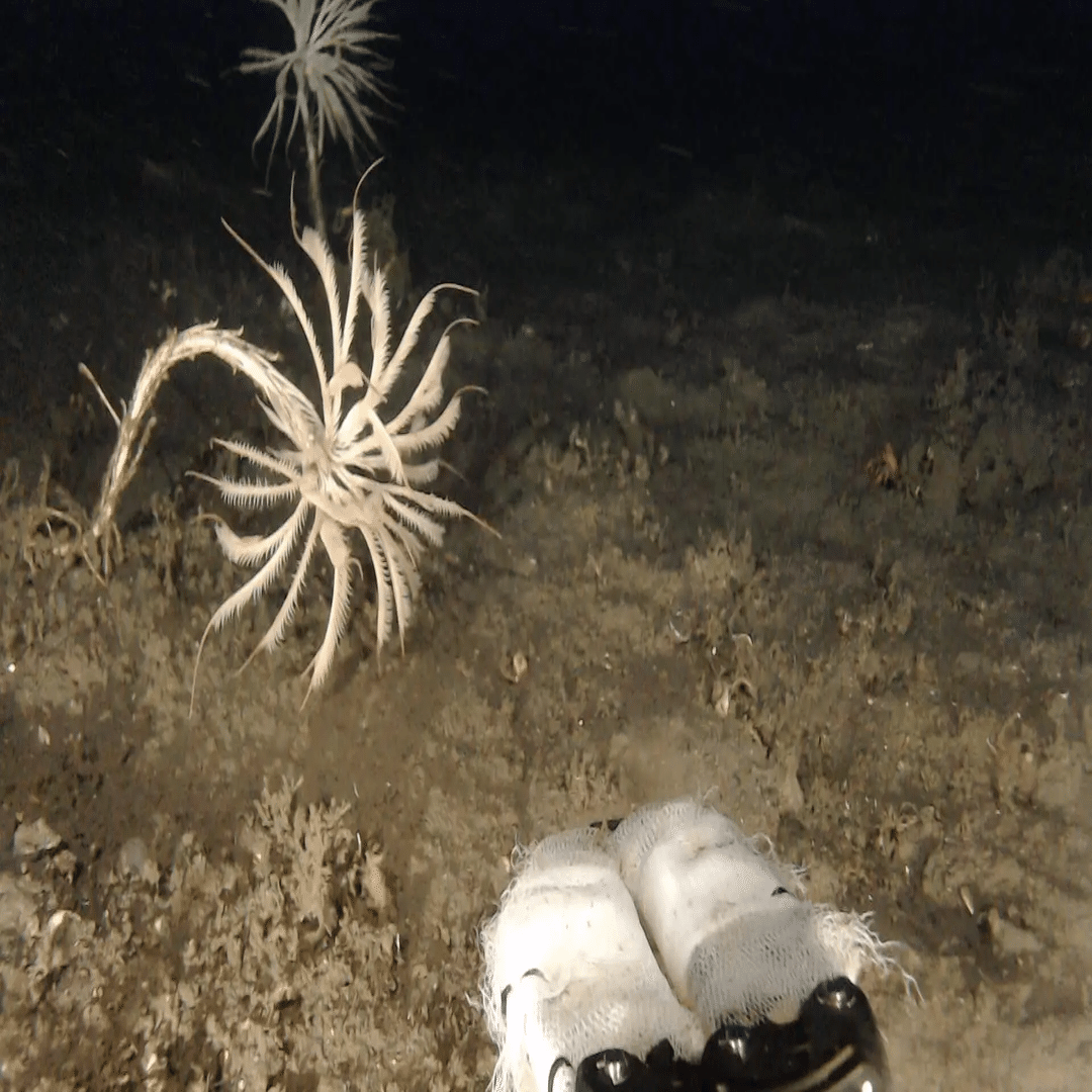 サンシャイン水族館が水中ドローンで新属・新種「トリノアシヤドリエビ