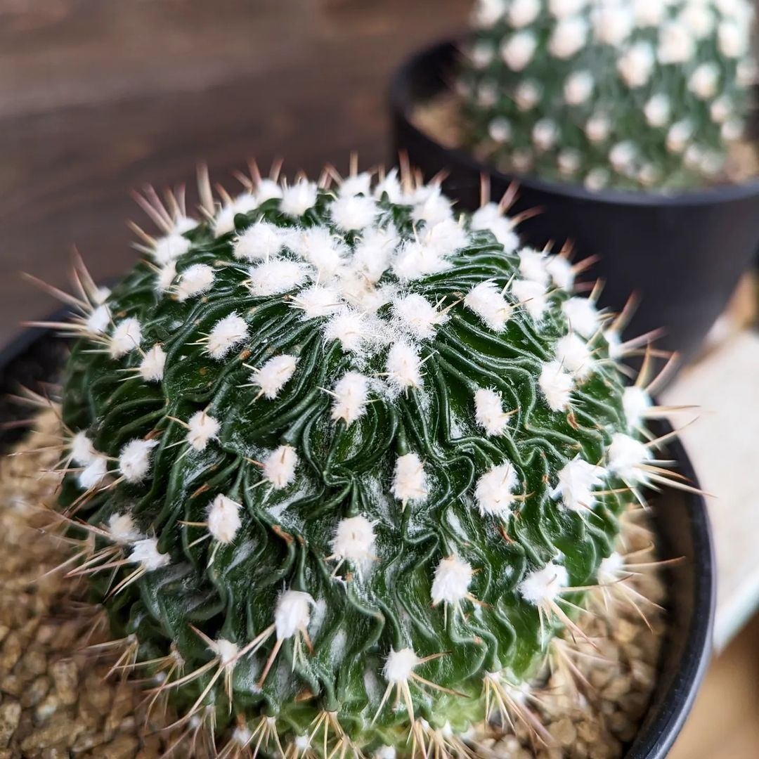 入荷情報（多肉植物・コーデックス編）2024.1.12～｜グリーンセンター