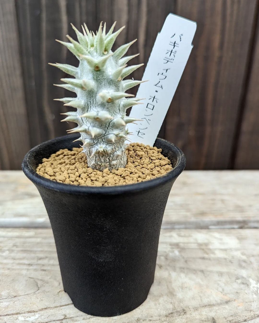 ユーフォルビア アルデルクリ① 群生株 サボテン 多肉植物