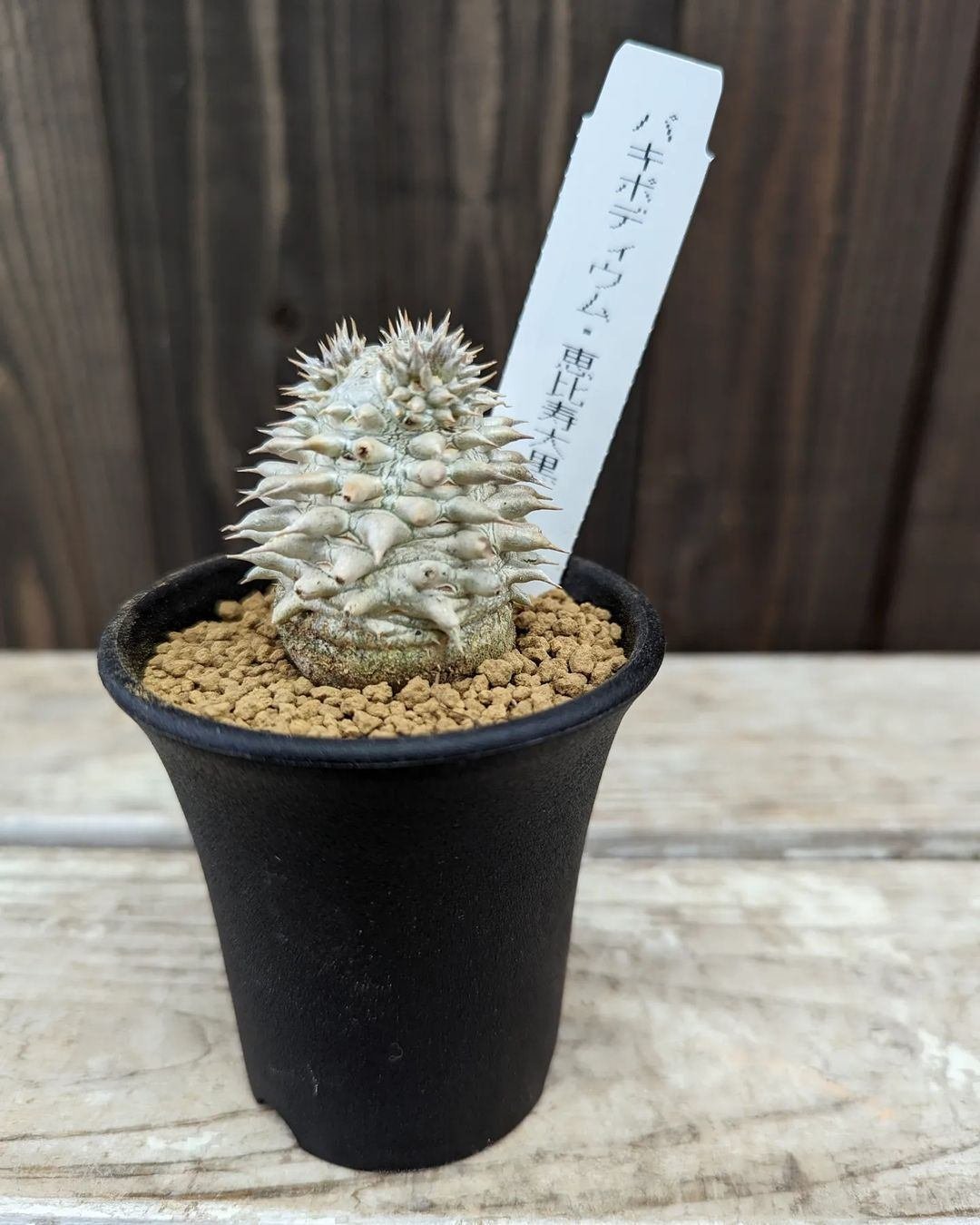 入荷情報（多肉植物・コーデックス編）2024.1.12～｜グリーンセンター