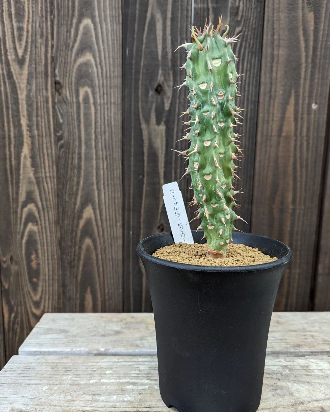 入荷情報（多肉植物・コーデックス編）2024.1.12～｜グリーンセンター