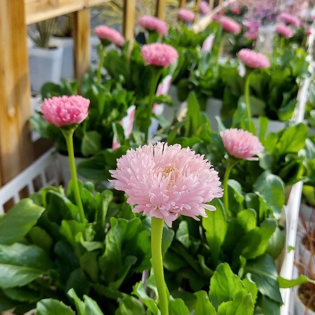 入荷情報(花苗・花鉢編)2024.1.12 ~|グリーンセンター芳樹園 入荷情報(花苗・花鉢編)2024.1.12 ~|グリーンセンター芳樹園