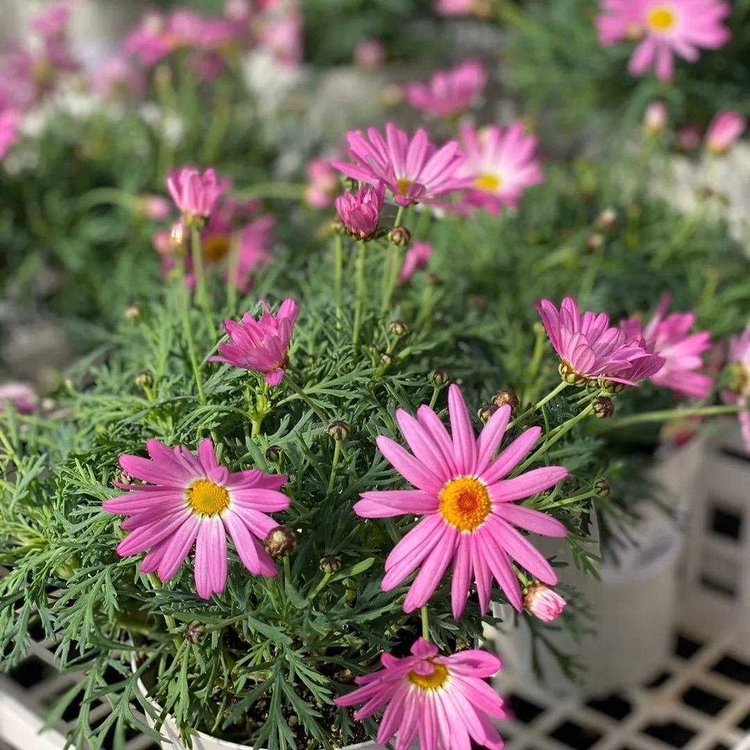 入荷情報（花苗・花鉢編）2024.3.29 ～｜グリーンセンター芳樹園