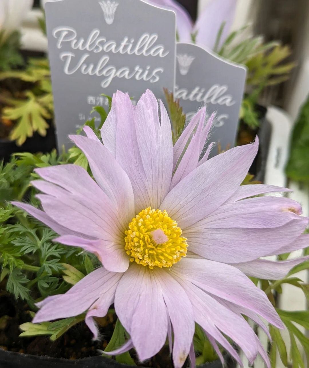 入荷情報(花苗・花鉢編)2024.1.12 ~|グリーンセンター芳樹園 入荷情報(花苗・花鉢編)2024.1.12 ~|グリーンセンター芳樹園