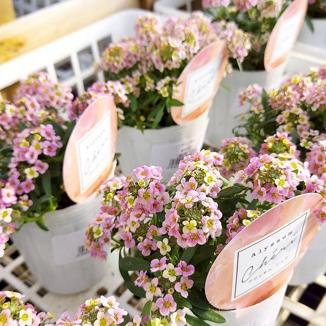 入荷情報(花苗・花鉢編)2024.1.12 ~|グリーンセンター芳樹園 入荷情報(花苗・花鉢編)2024.1.12 ~|グリーンセンター芳樹園