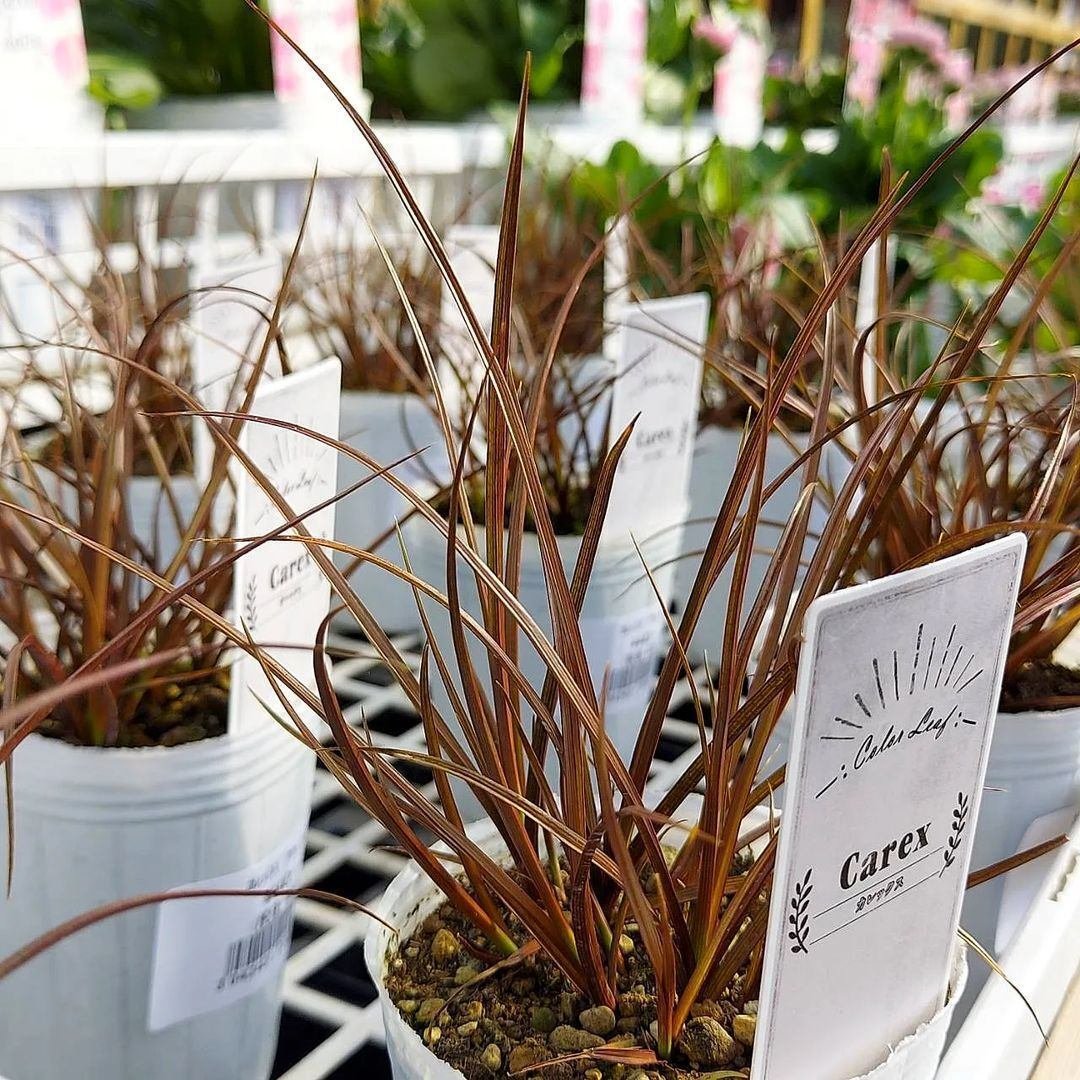 入荷情報(花苗・花鉢編)2024.1.12 ~|グリーンセンター芳樹園 入荷情報(花苗・花鉢編)2024.1.12 ~|グリーンセンター芳樹園