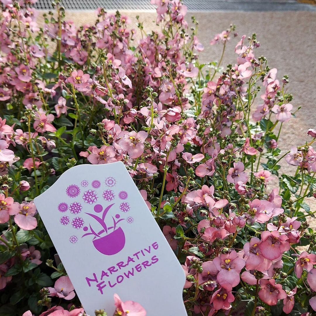 入荷情報（花苗・花鉢編）2024.1.12 ～｜グリーンセンター芳樹園