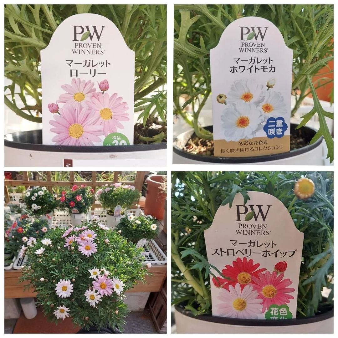 入荷情報（花苗・花鉢編）2024.1.12 ～｜グリーンセンター芳樹園