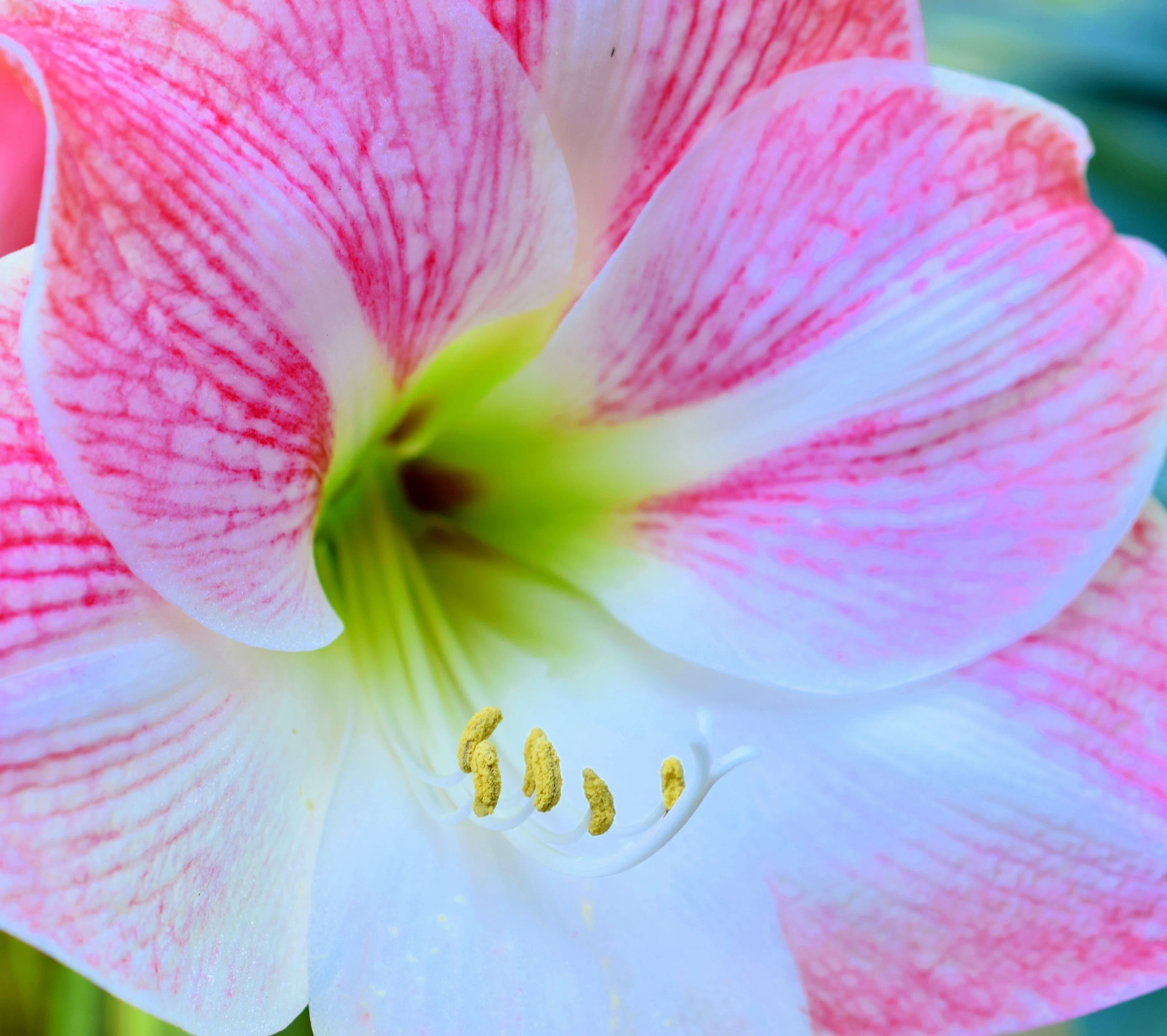真💕全肯定!!!!】100力ノ×お花のススメ｜けむなわ