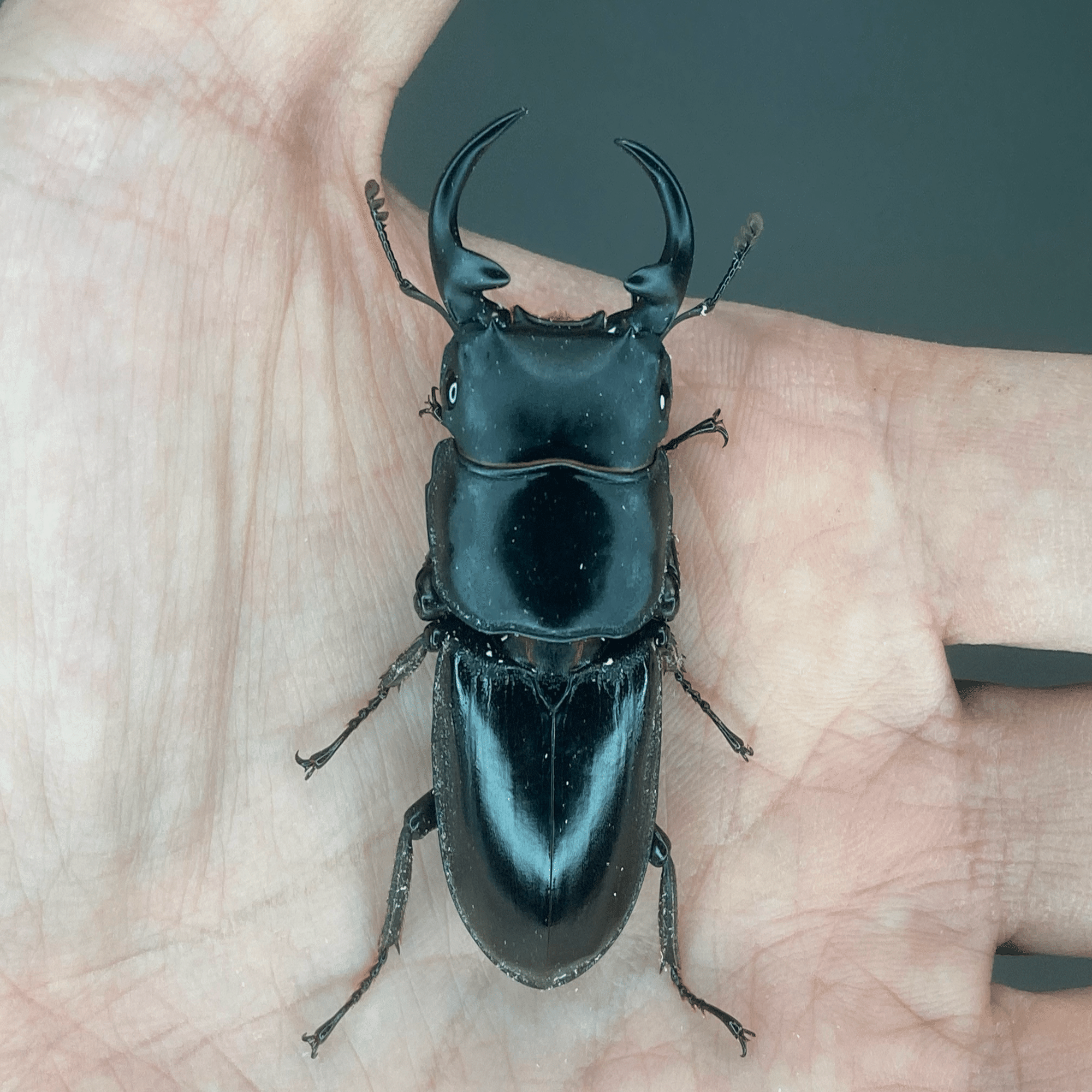 ババクルビデンスオオクワガタ 飼育記#1｜ヤヴカラヴォー