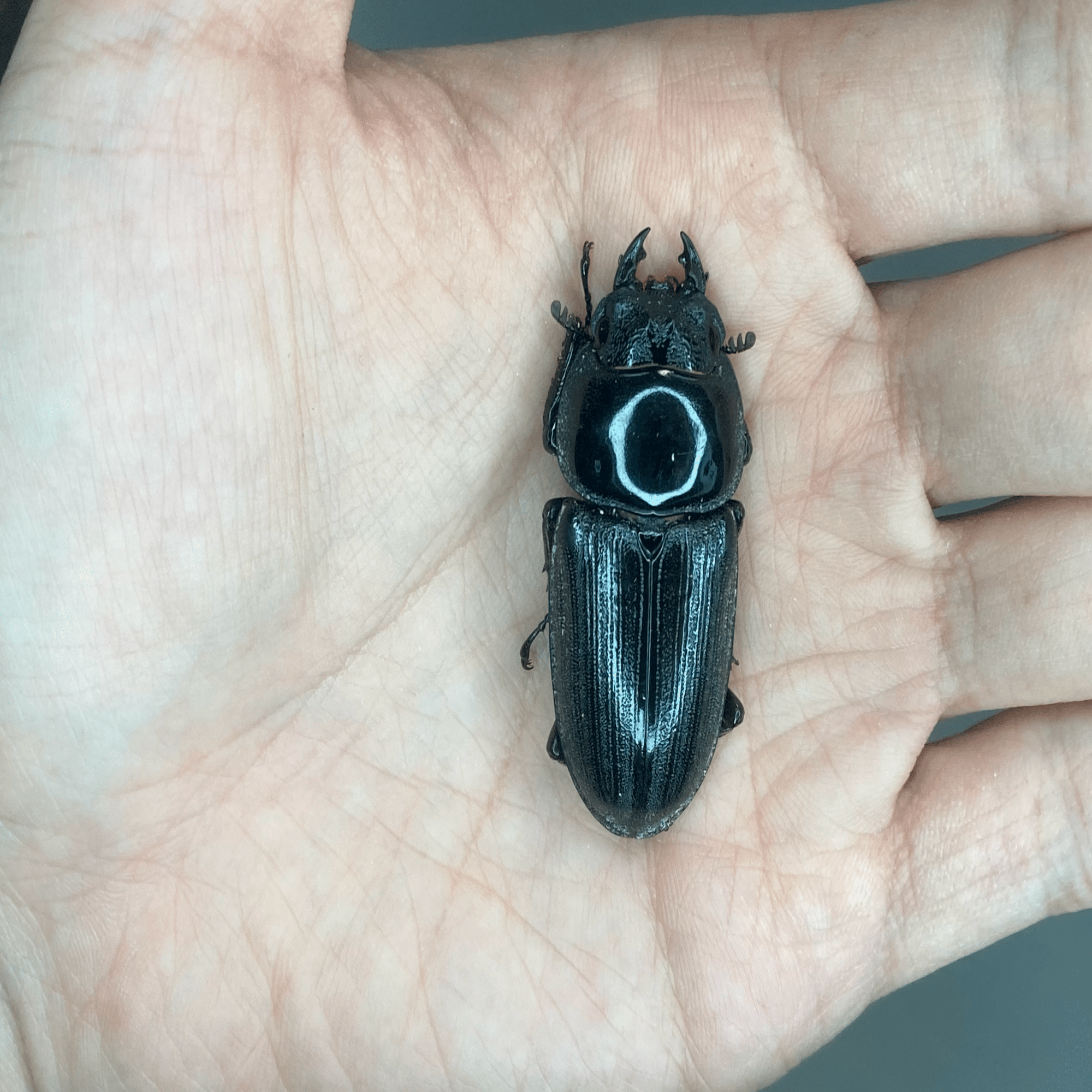 ババクルビデンスオオクワガタ 飼育記#1｜ヤヴカラヴォー