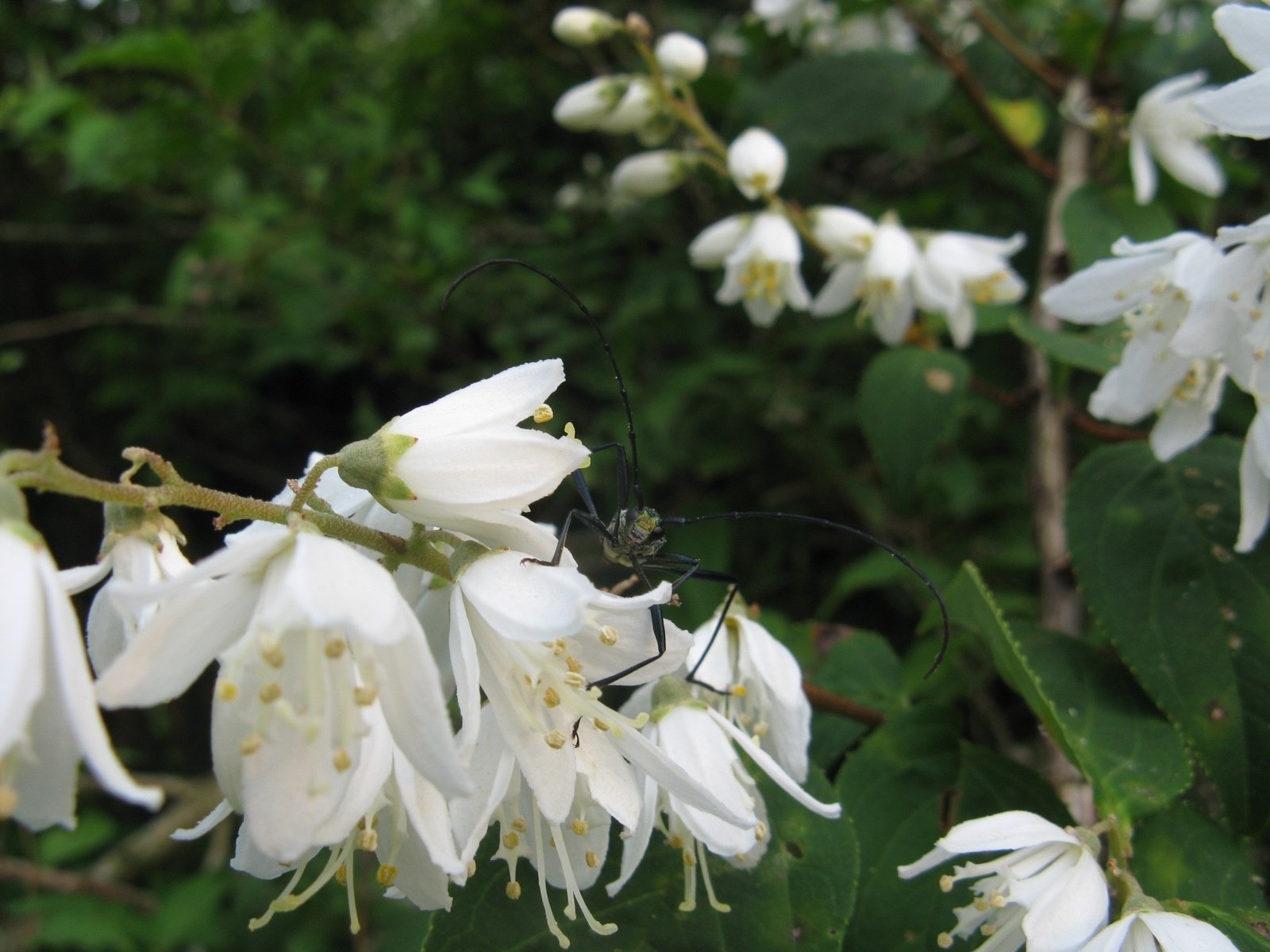 かつての里山に暮らす動植物 その3 樹木 ～与えられた場所で咲き
