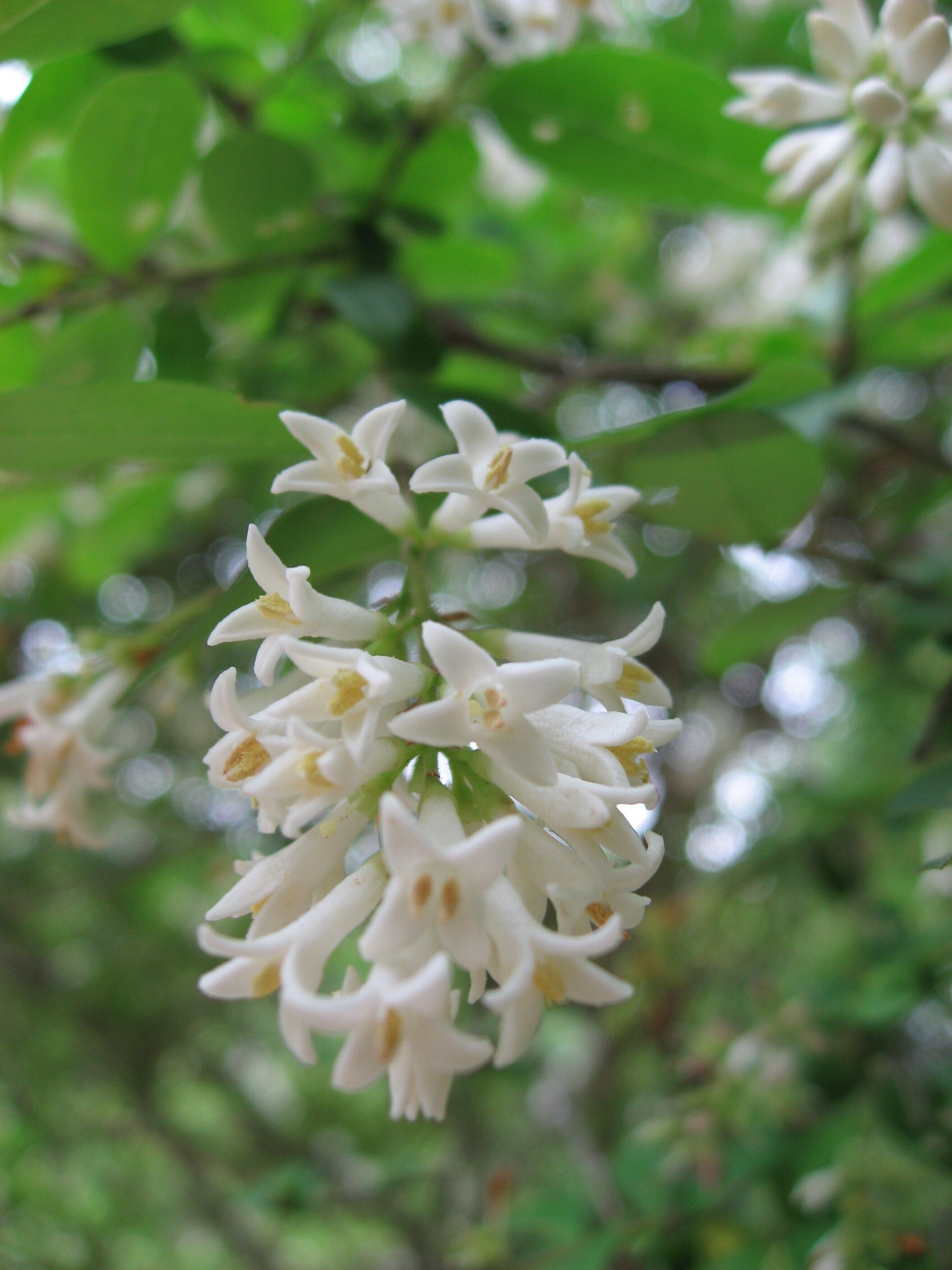 かつての里山に暮らす動植物 その3 樹木 ～与えられた場所で咲き