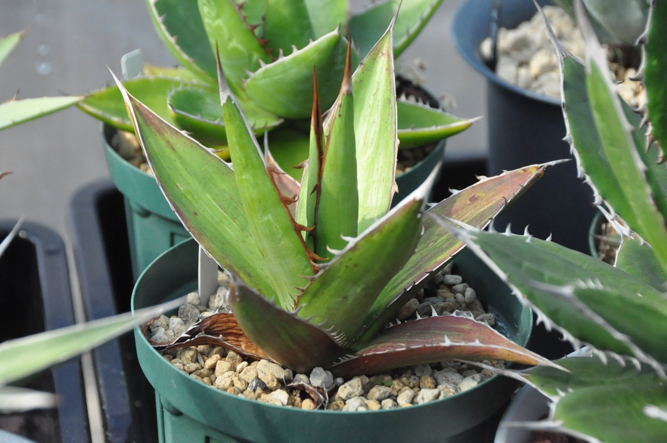 アガベ ケルチョベイの魅力｜KKGREEN