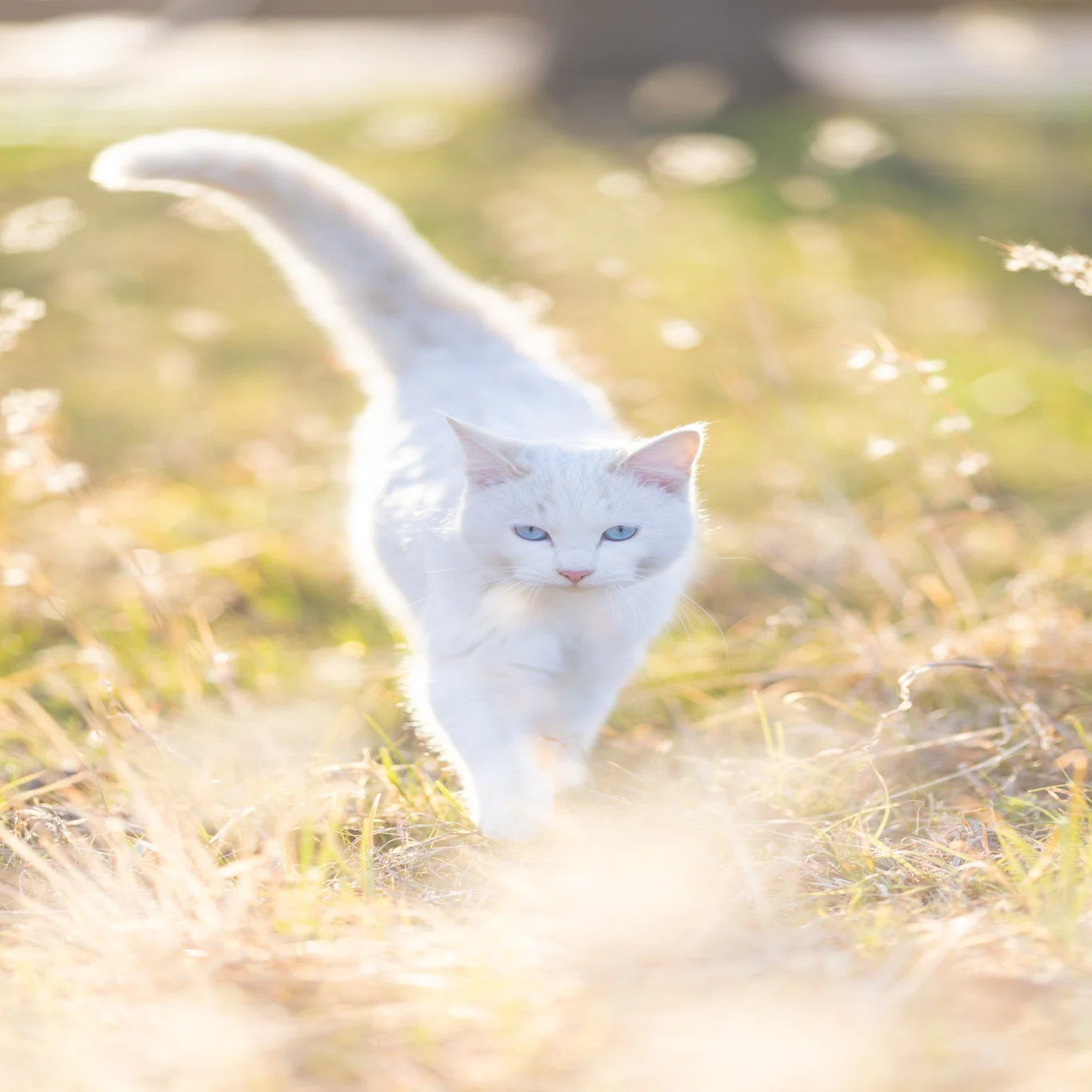 神の使い】キラキラと輝く光に包まれた猫の姿が神々しい…猫写真家が 