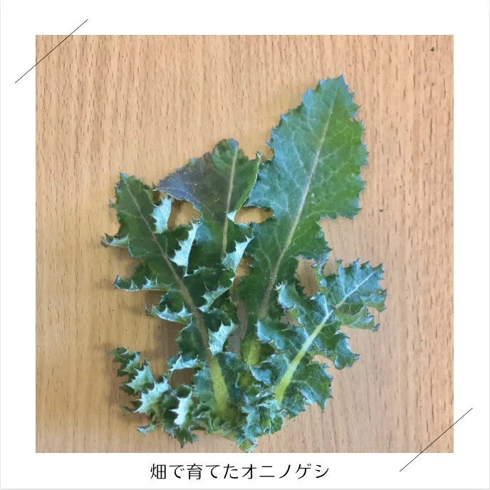 2026.7.4更新】お届けする野菜リスト｜リクガメのごはん屋さん