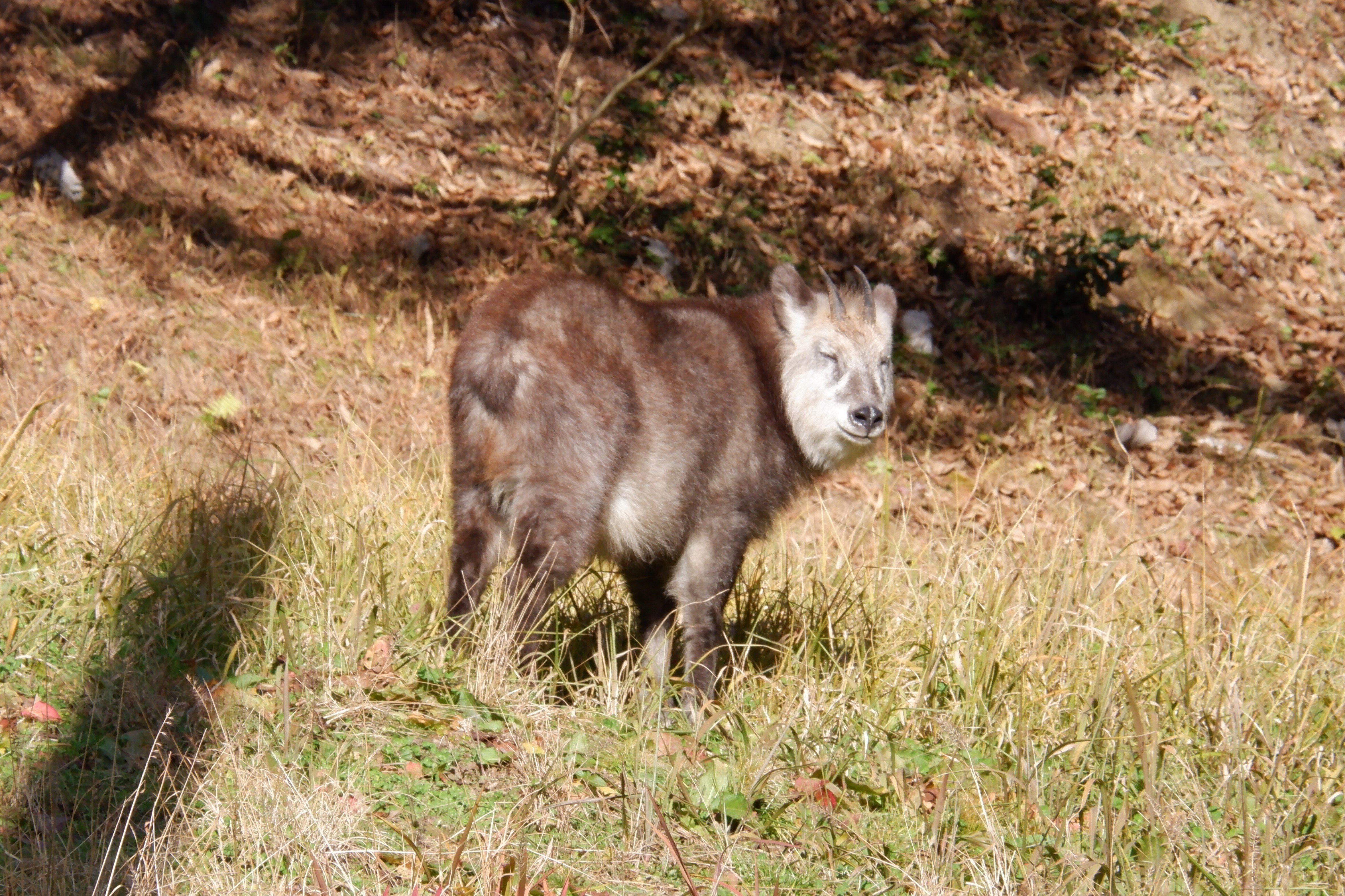 カモシカ可愛い～｜海老八光(Hakko Ebi)