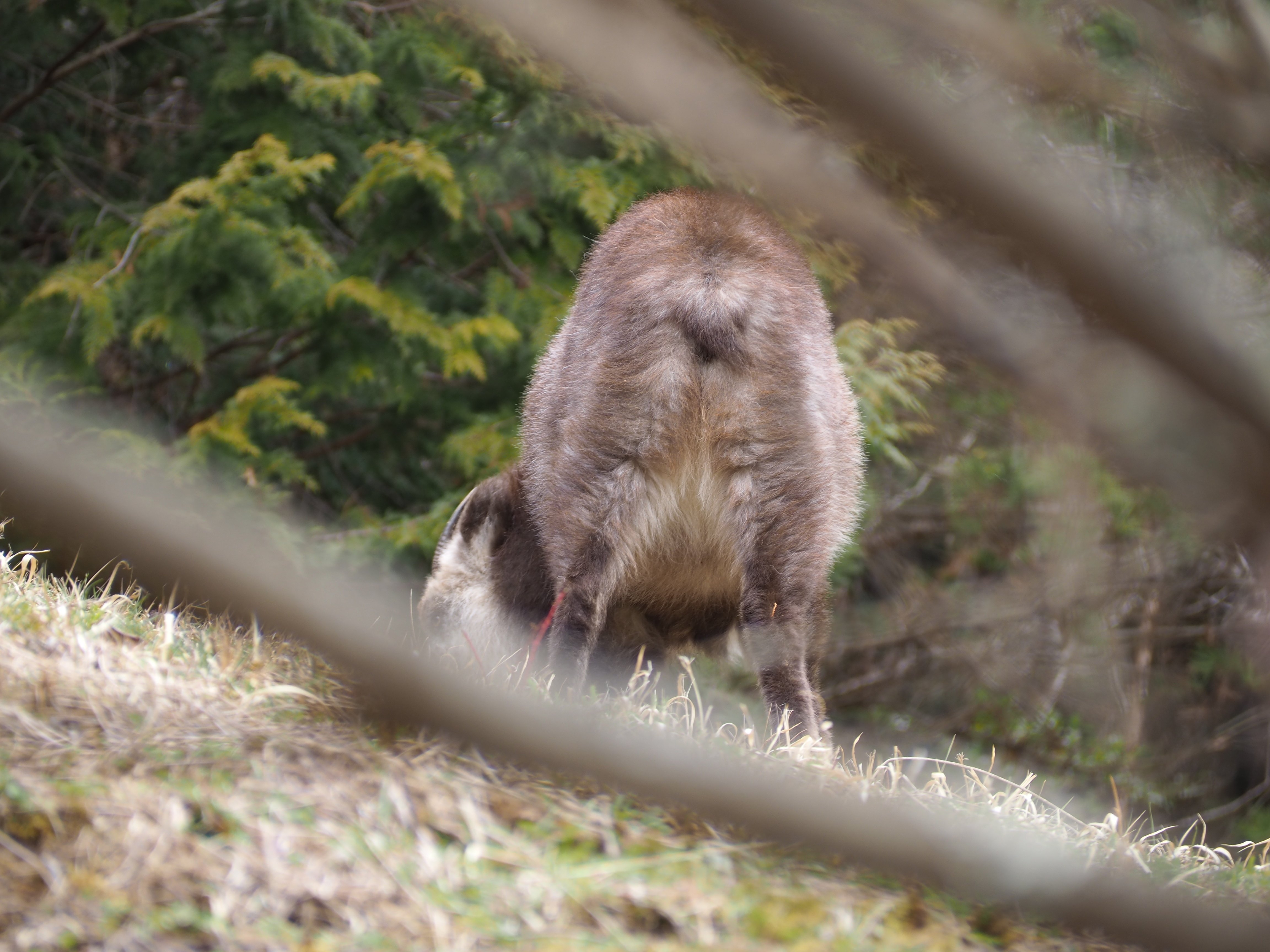 カモシカ可愛い～｜海老八光(Hakko Ebi)