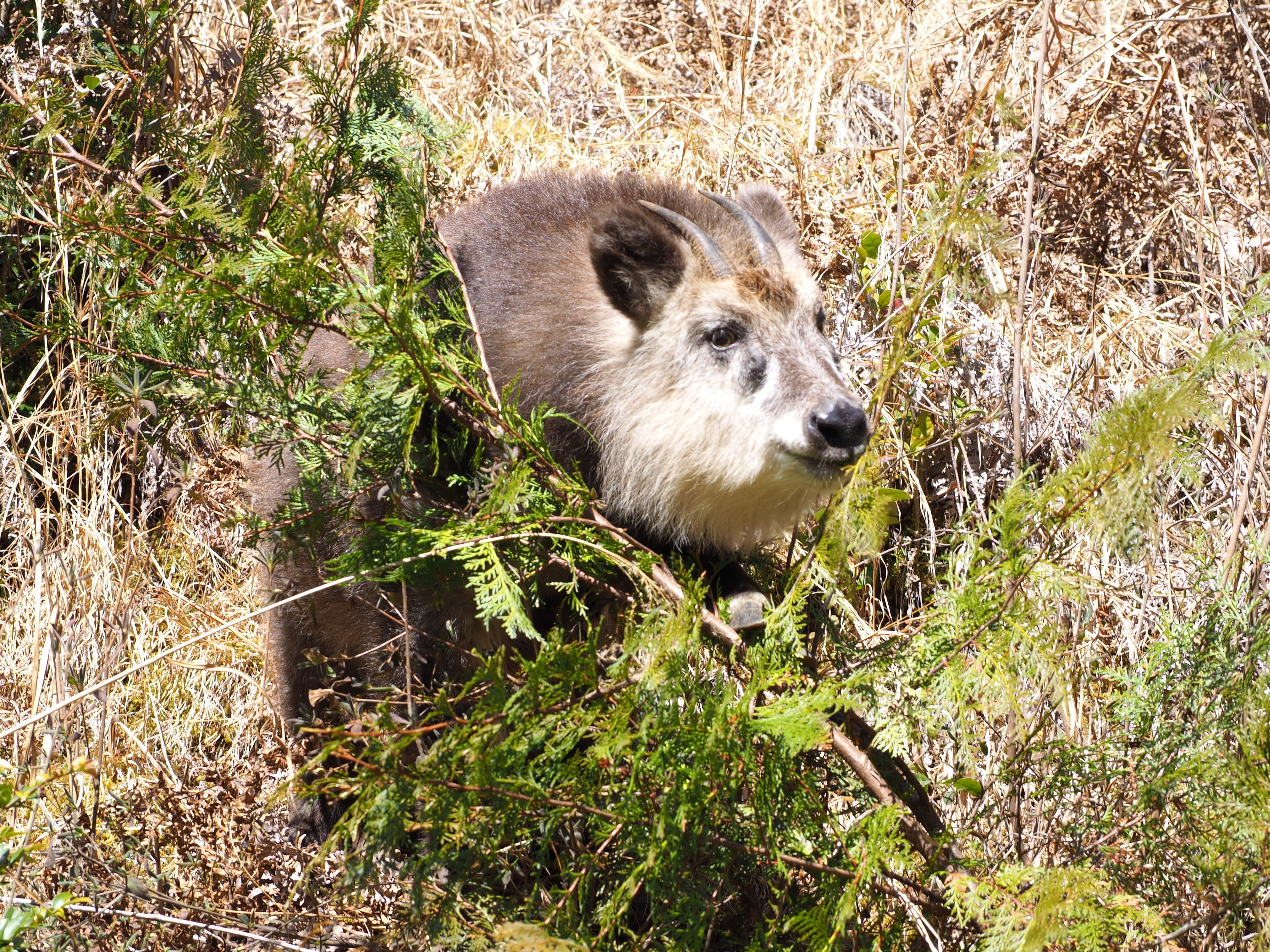 カモシカ可愛い～｜海老八光(Hakko Ebi)