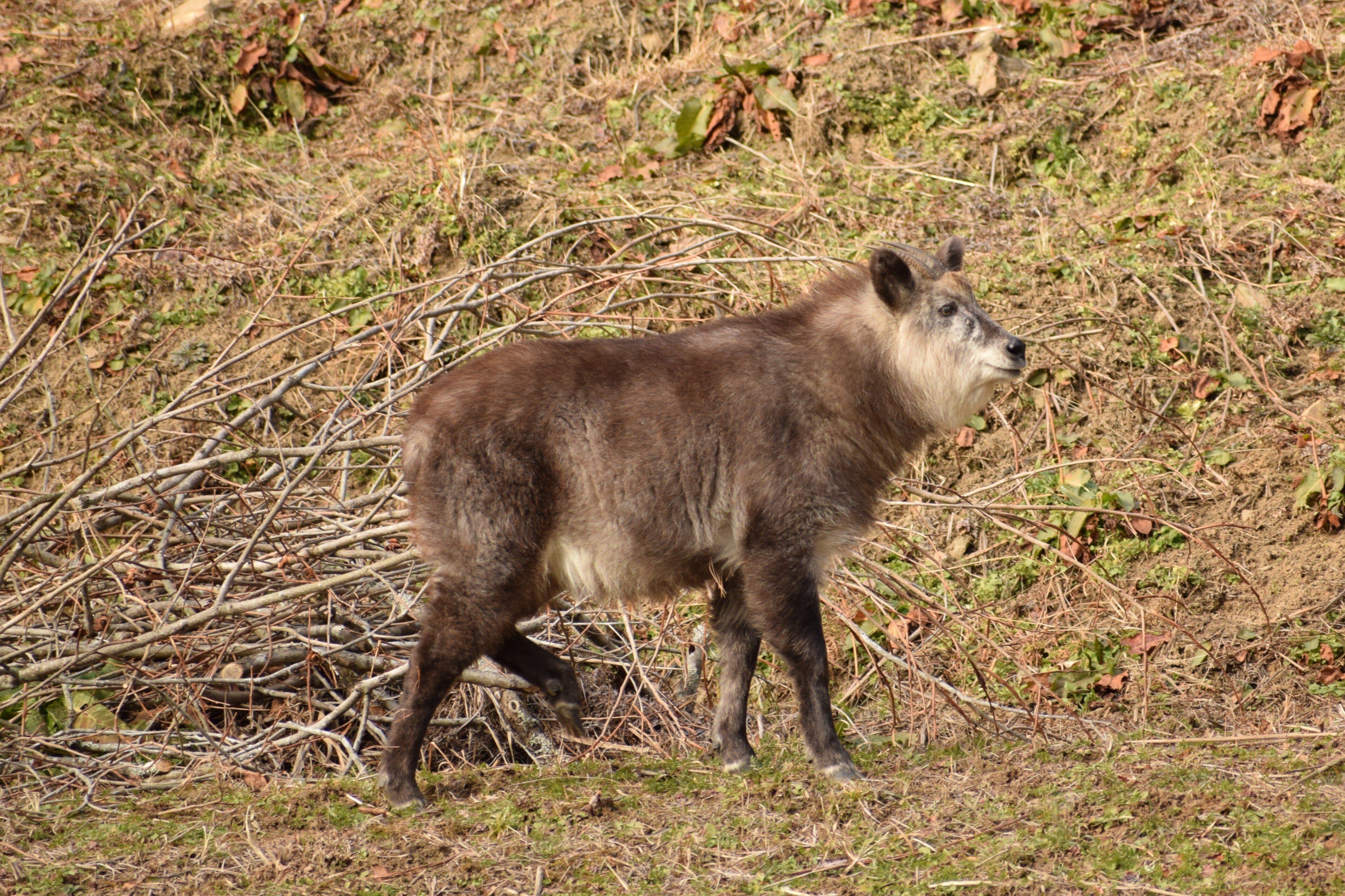 バカラカモシカです カモシカ可愛い～｜海老八光(Hakko Ebi)