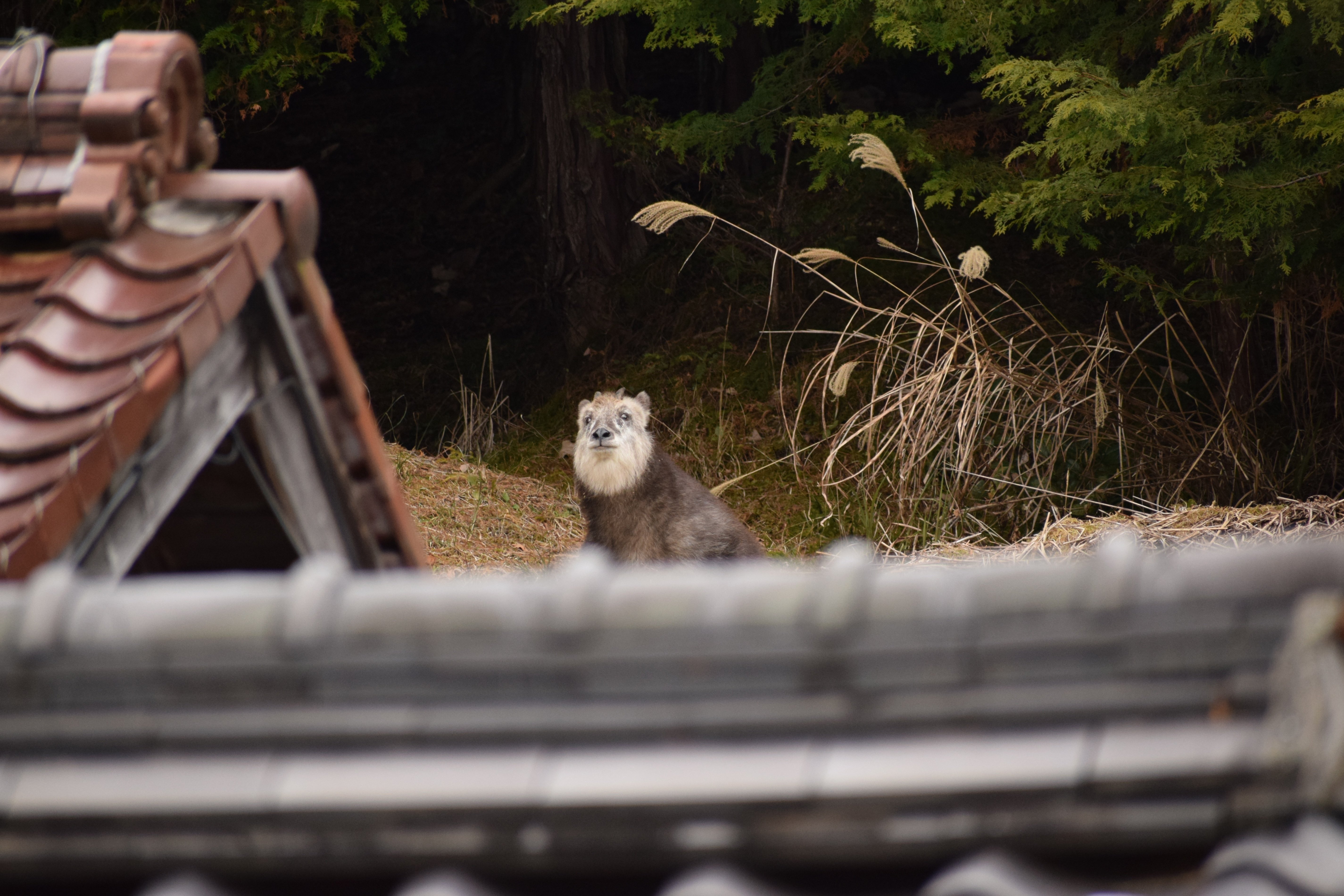 カモシカ可愛い～｜海老八光(Hakko Ebi)