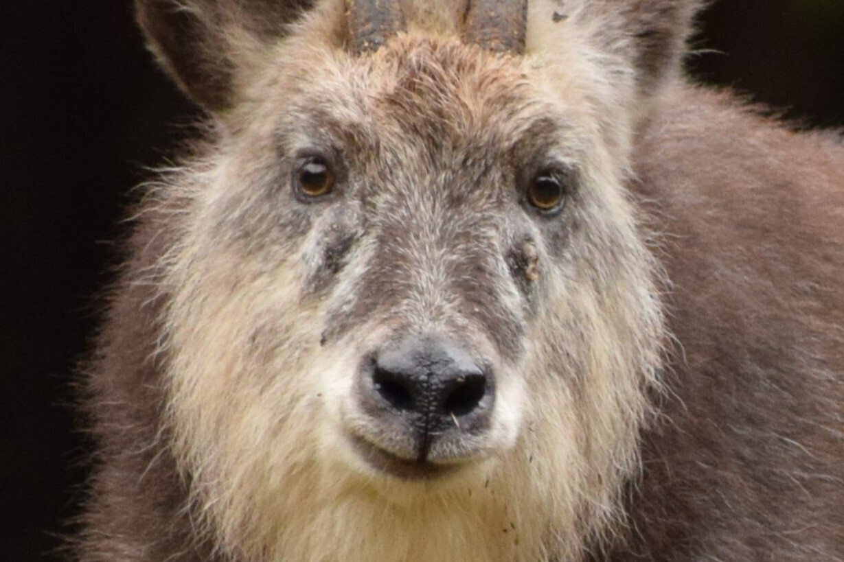 カモシカ可愛い～｜海老八光(Hakko Ebi)