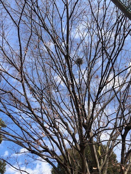 公園の木と鳥の巣と鳥｜kazuya_mizuki