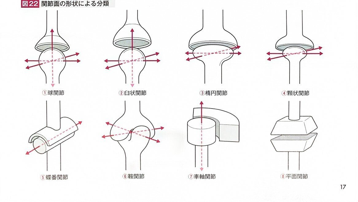 関節の構造と機能 ひざ（膝）の中身を徹底解剖！ひざの構造と仕組みについて｜ひざ