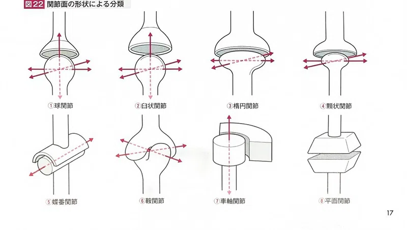 関節の機能と構造｜ショウイチロウ