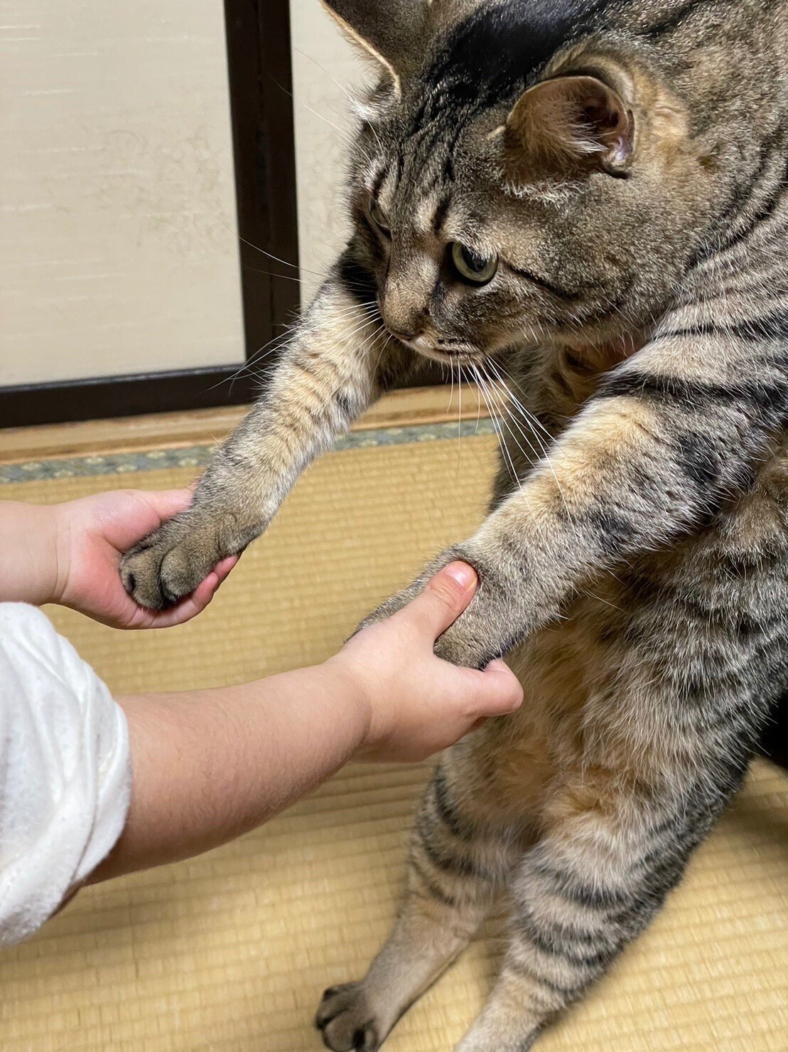 子どもに手を握られたまま立ちつくす猫ちゃん→無抵抗でダンスごっこ