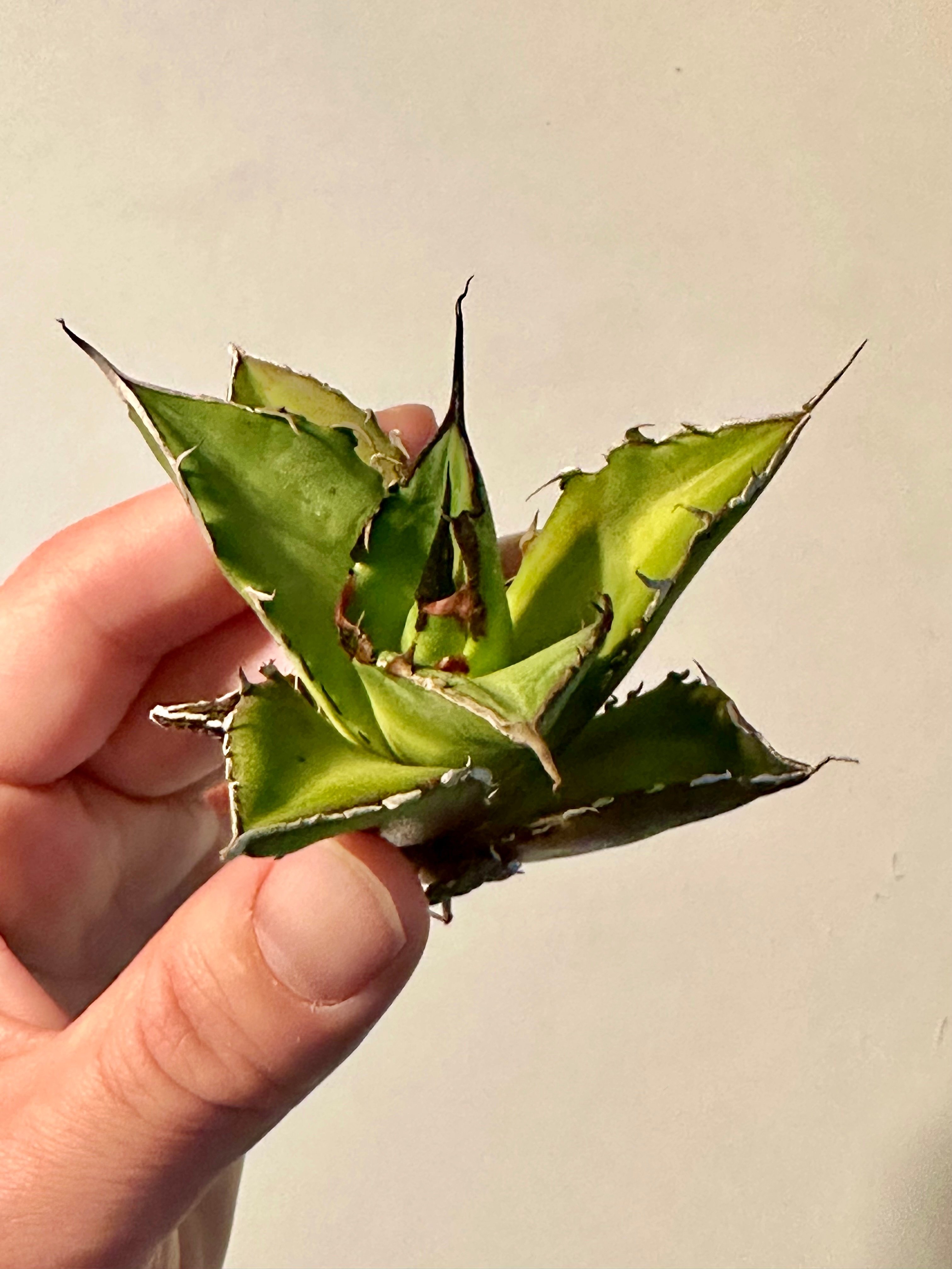 アガベ チタノタ ハデス（黒帝斯）の植え替え｜Re-NEWAL