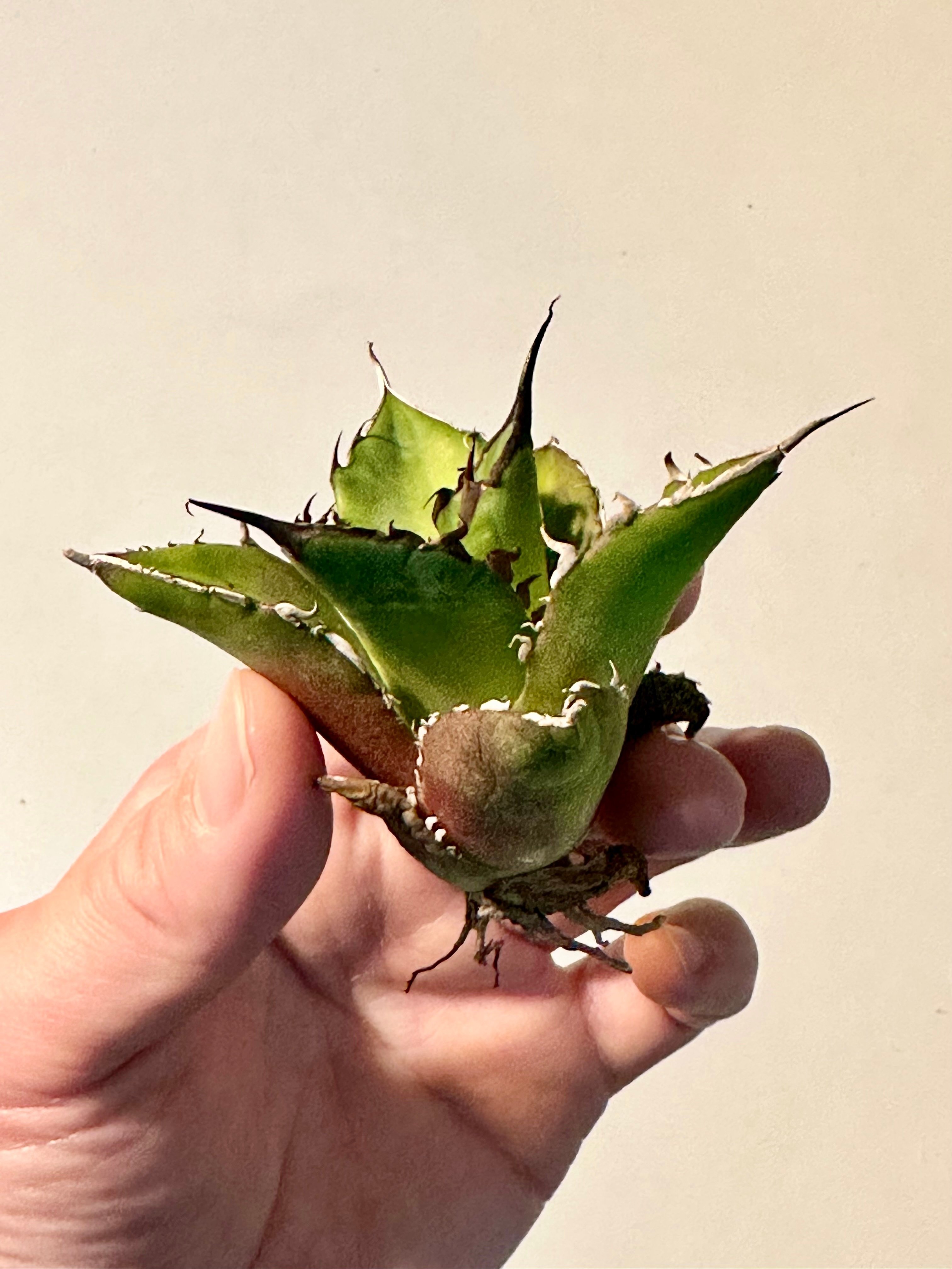 アガベ チタノタ ハデス（黒帝斯）の植え替え｜Re-NEWAL