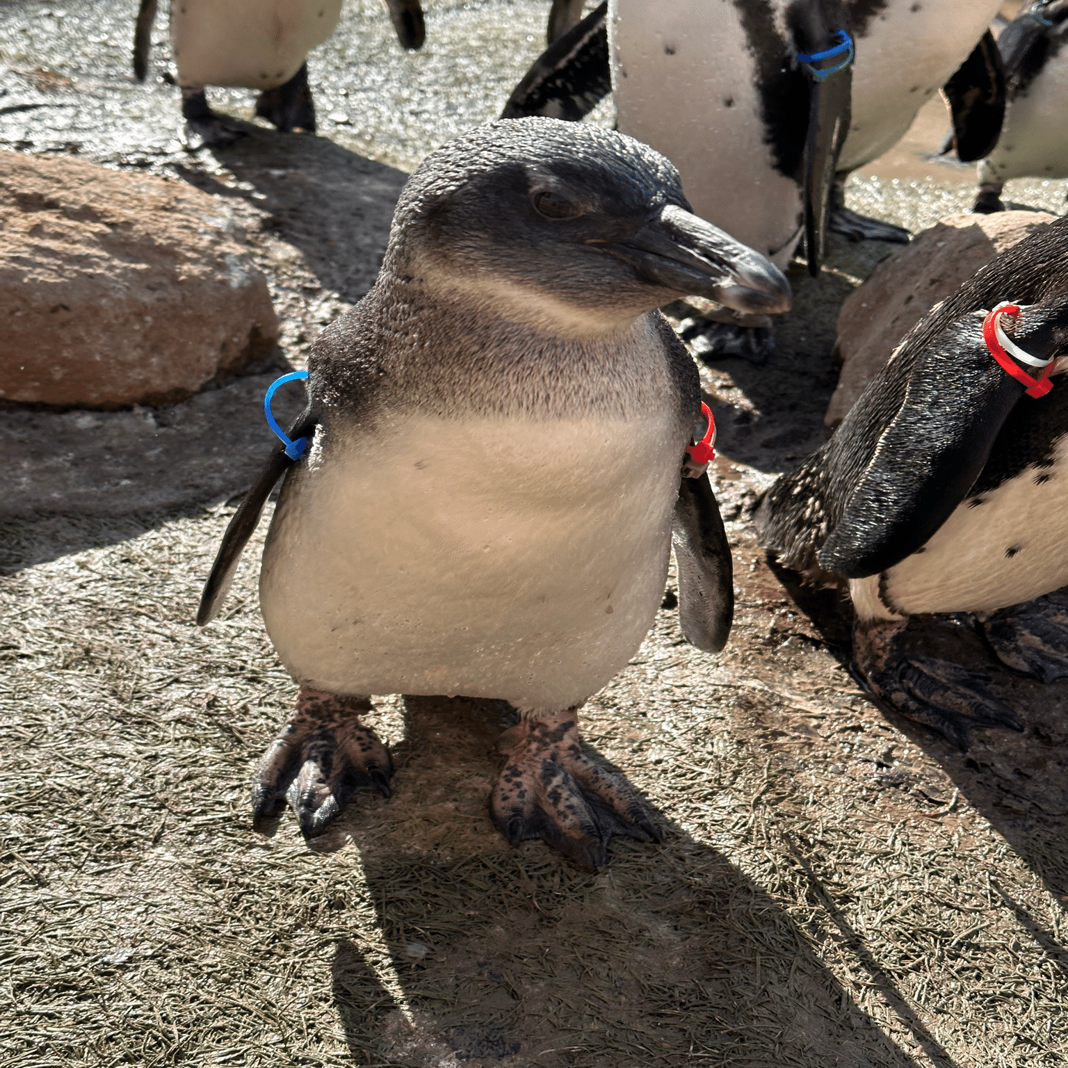 ケープペンギンの雛たちが成長しました！｜那須どうぶつ王国公式
