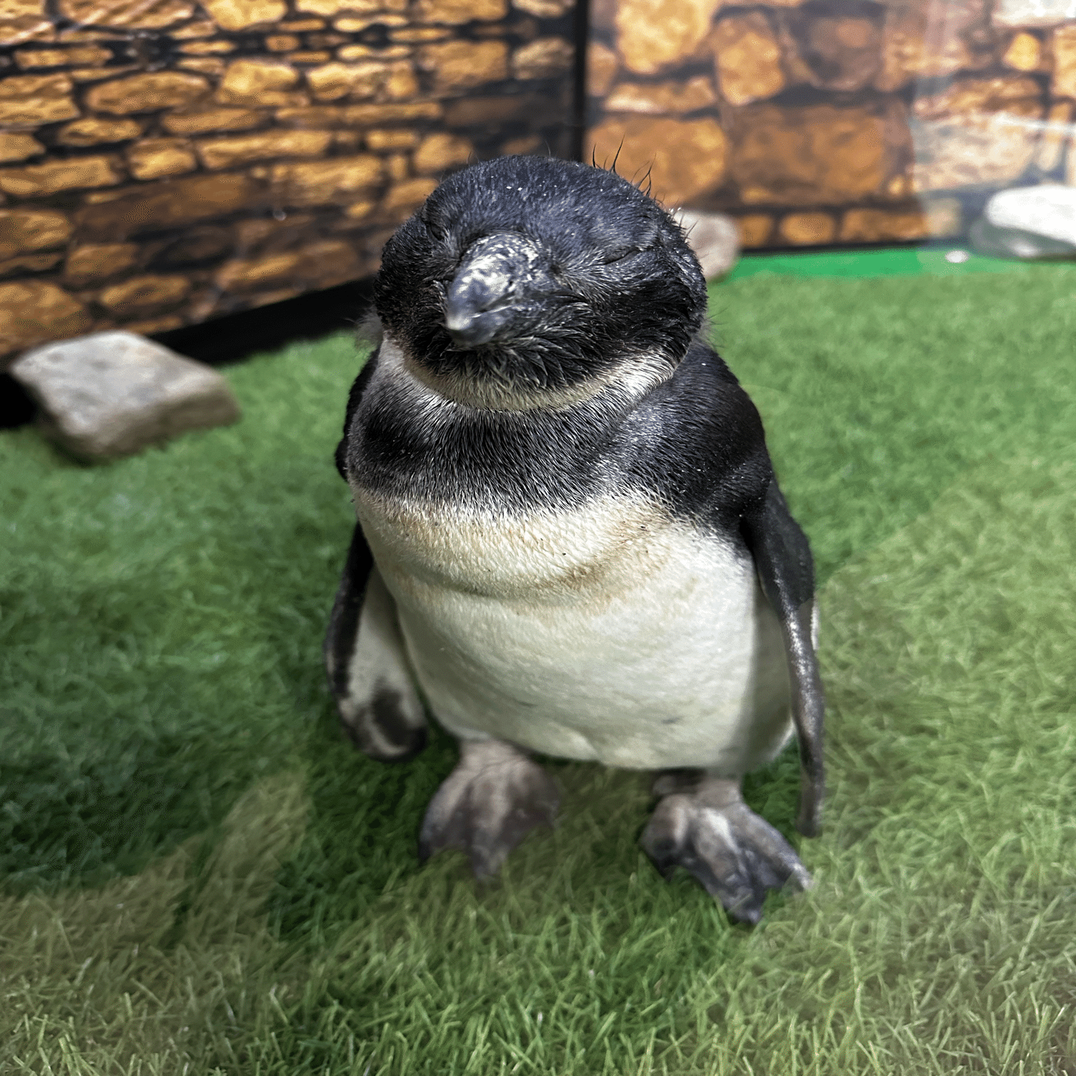 ケープペンギンの雛たちが成長しました！｜那須どうぶつ王国公式note