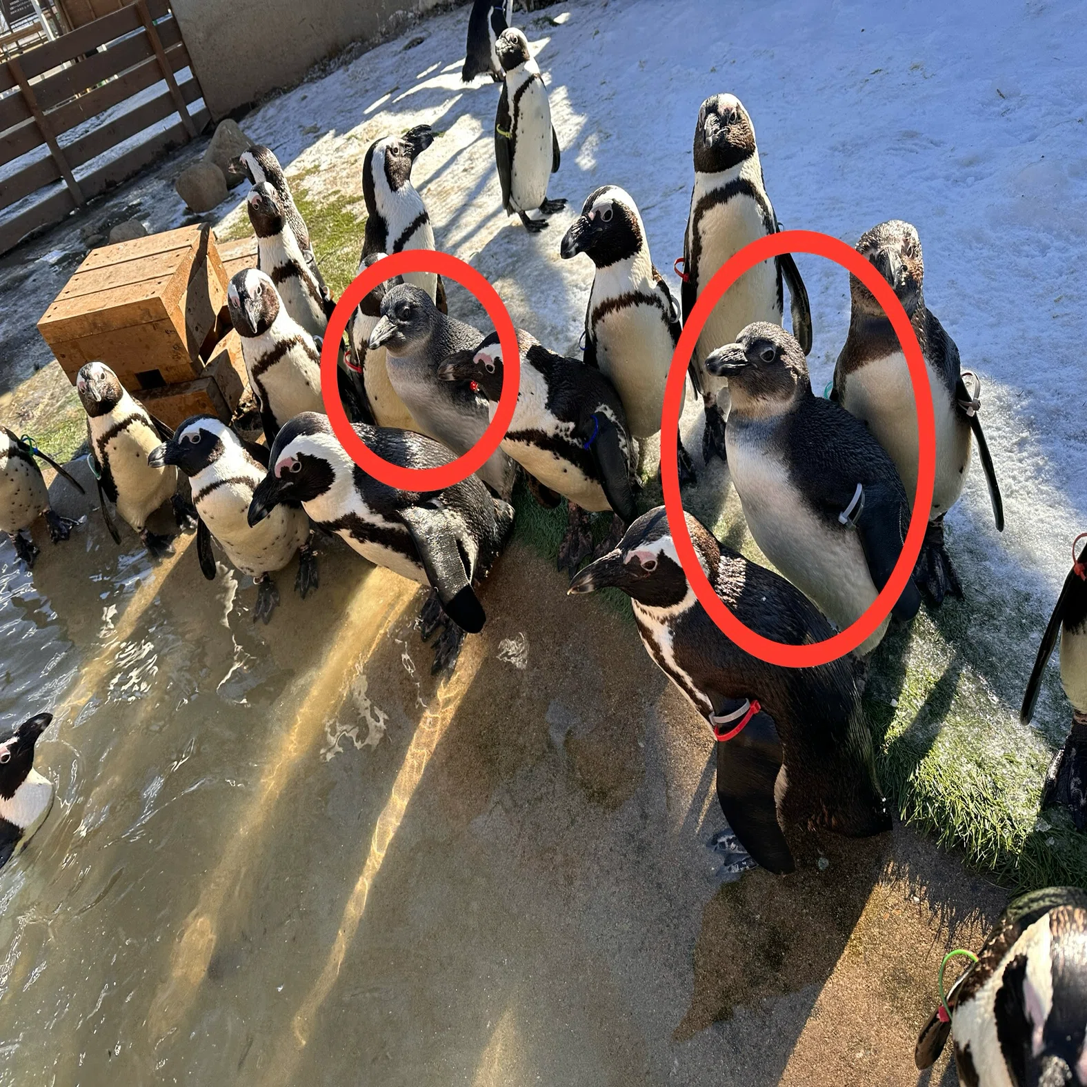 The African penguin chicks have grown up!｜那須どうぶつ王国公式
