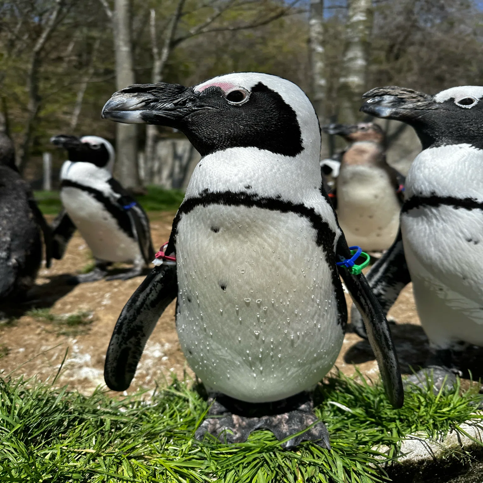 The African penguin chicks have grown up!｜那須どうぶつ王国公式