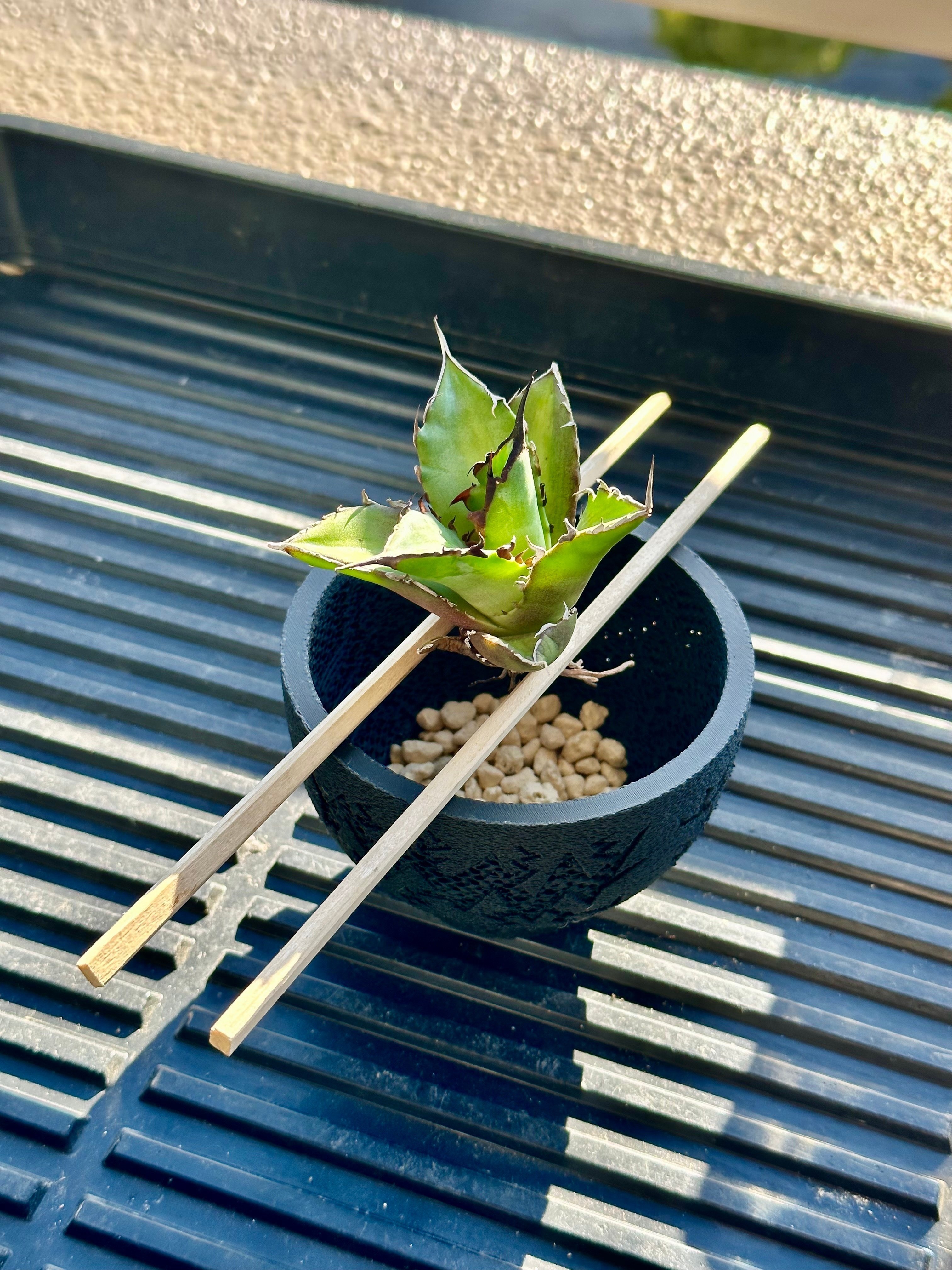 アガベ チタノタ ハデス（黒帝斯）の植え替え｜Re-NEWAL