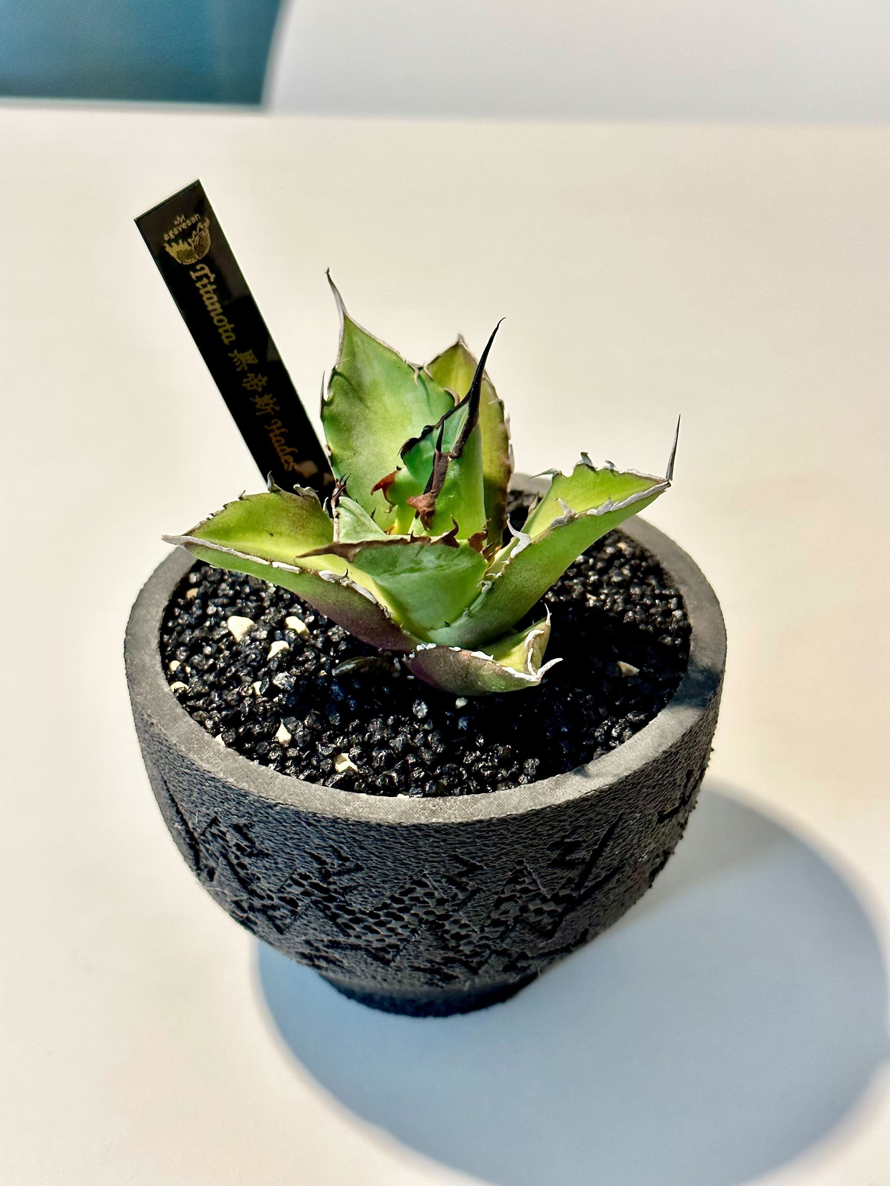 アガベ チタノタ ハデス（黒帝斯）の植え替え｜Re-NEWAL