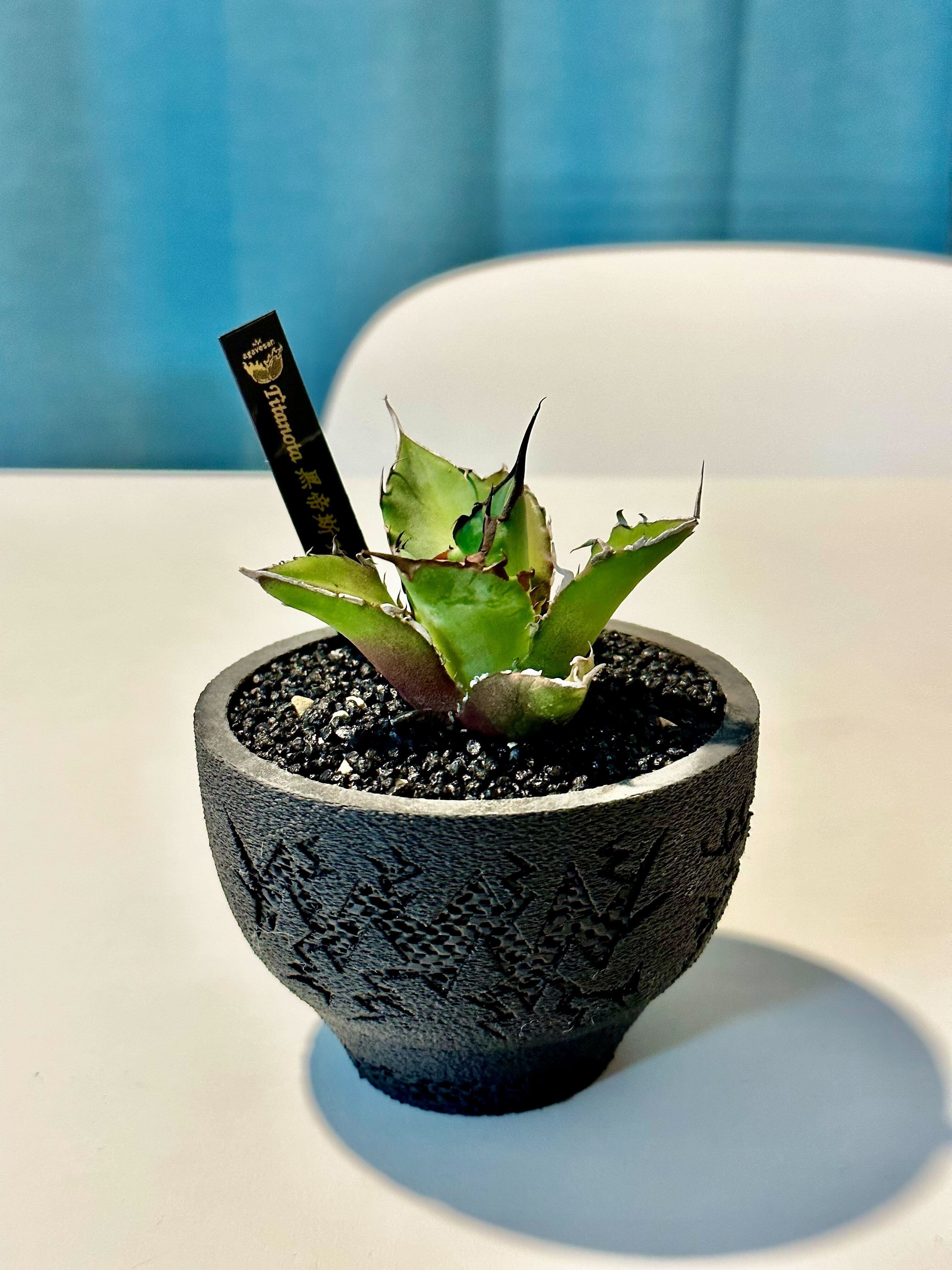 アガベ チタノタ ハデス（黒帝斯）の植え替え｜Re-NEWAL