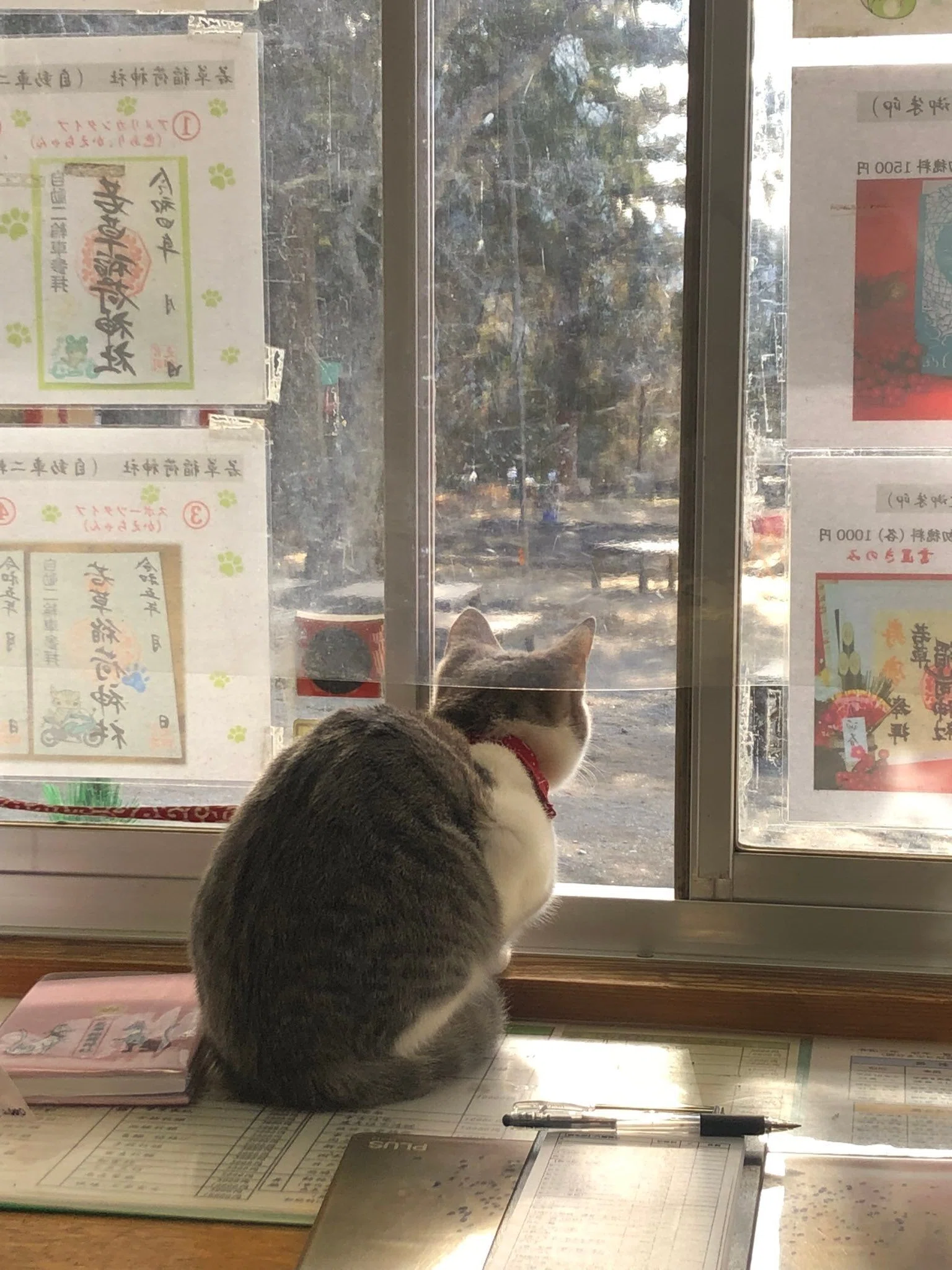 1000年の歴史を持つ神社で受付に就任した新米猫さん、参拝客を出迎える