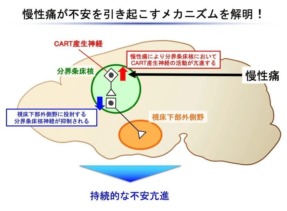 Fear-avoidance model × 運動療法の関わり|Super Human | 理学 Fear-avoidance model × 運動療法の関わり|Super Human | 理学