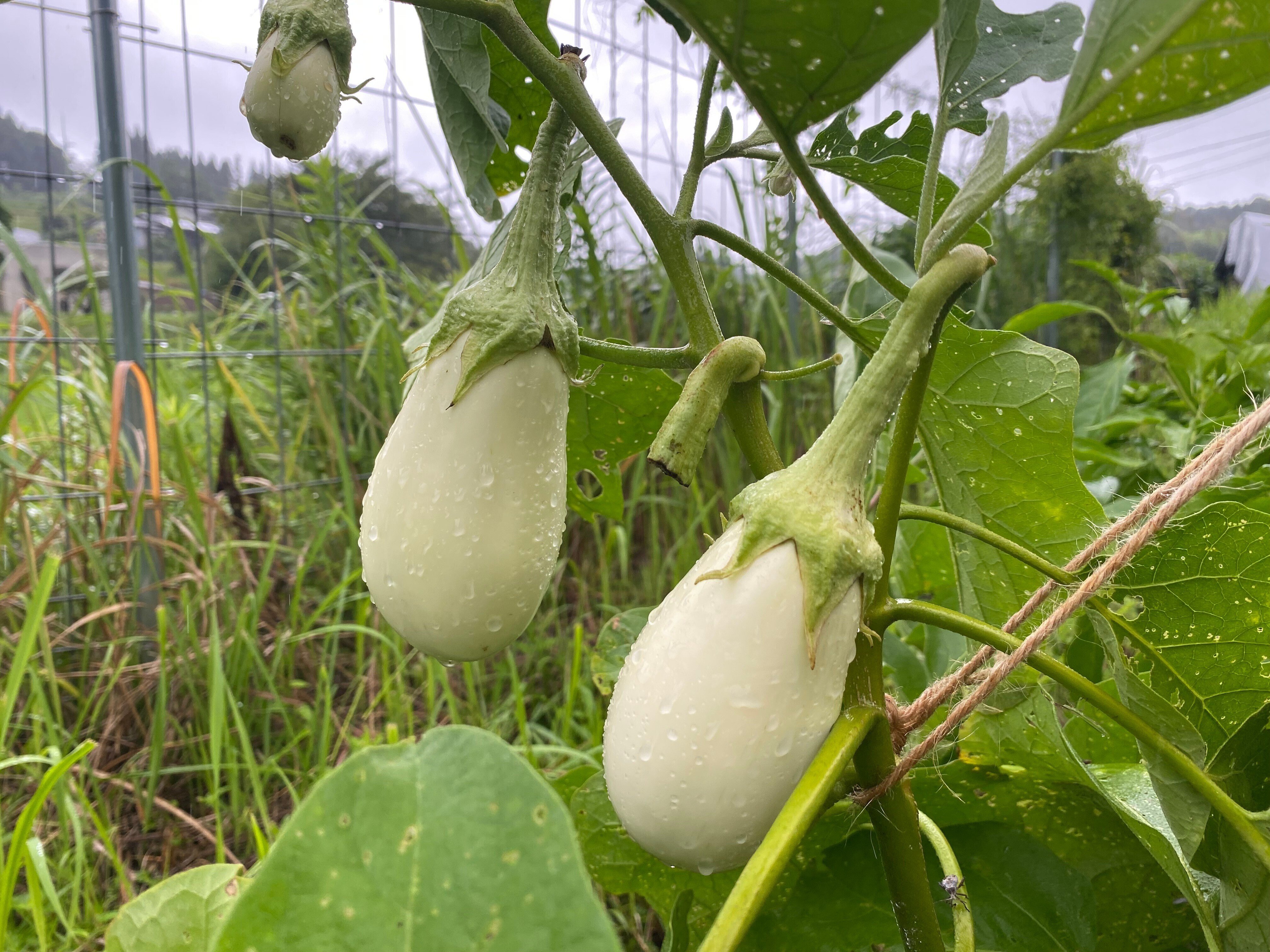 野菜ちゃん様 楽天市場】リンガーハット 野菜たっぷり ちゃんぽん 6食 具材付（冷凍