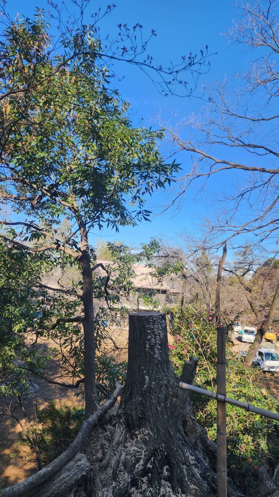 30 山採り　コナラ コナラの伐採｜川崎市黒川青少年野外活動センター