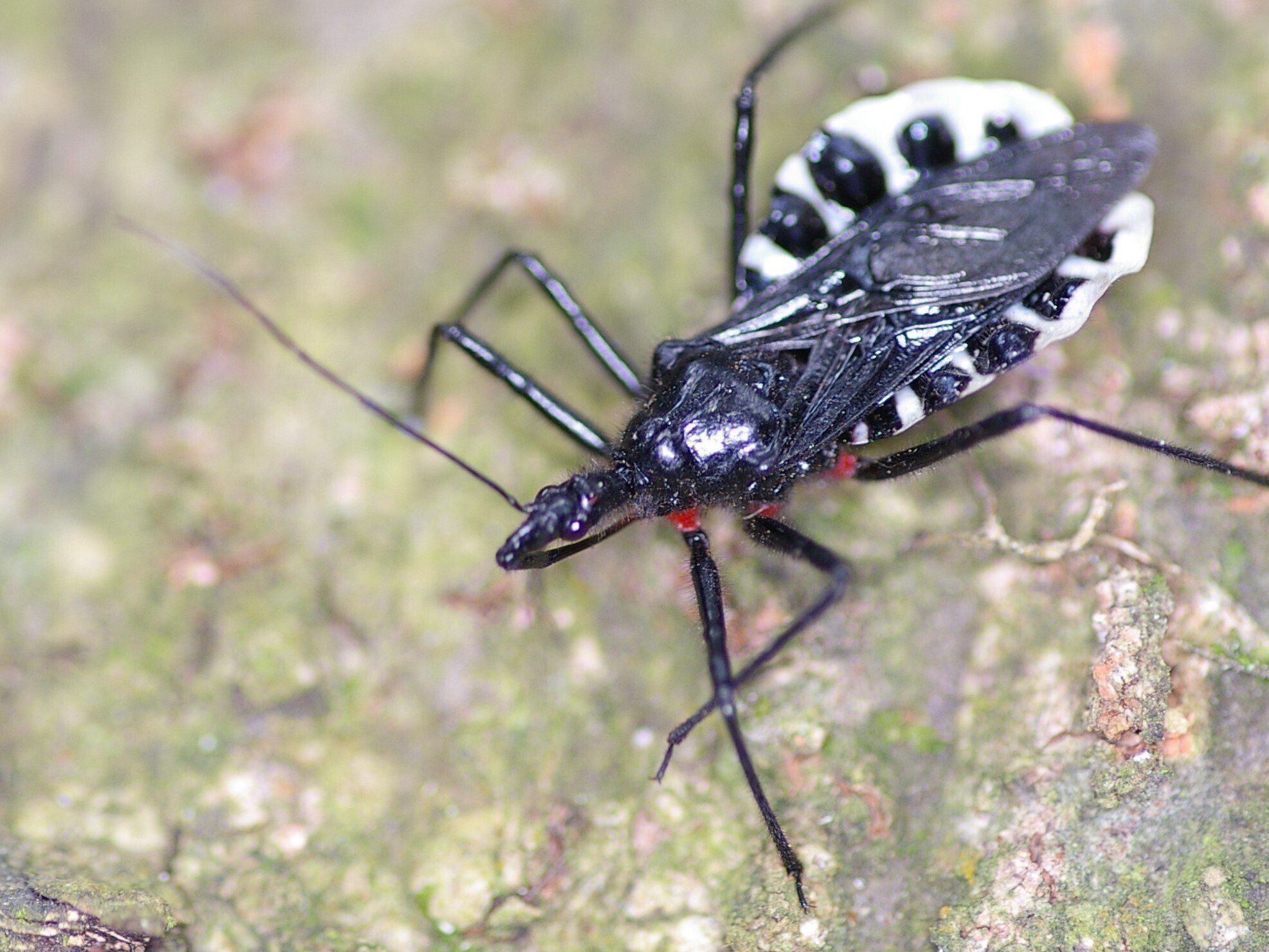 ヨコヅナサシガメの越冬集団 ～ 黒いかたまりがモゾモゾ動く｜川北 裕之