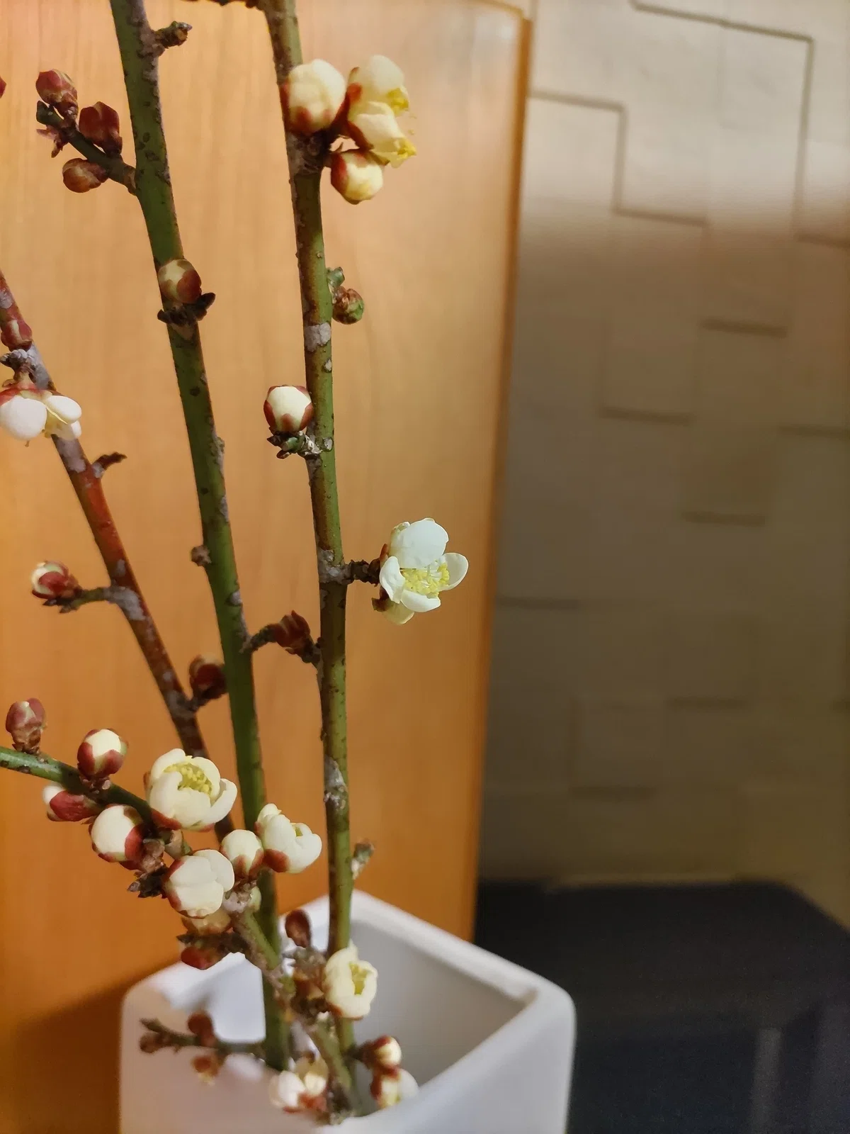 白のしだれ梅の花の枝 カットしてネコポスで 翌日着 25㎝を3本程度（花 