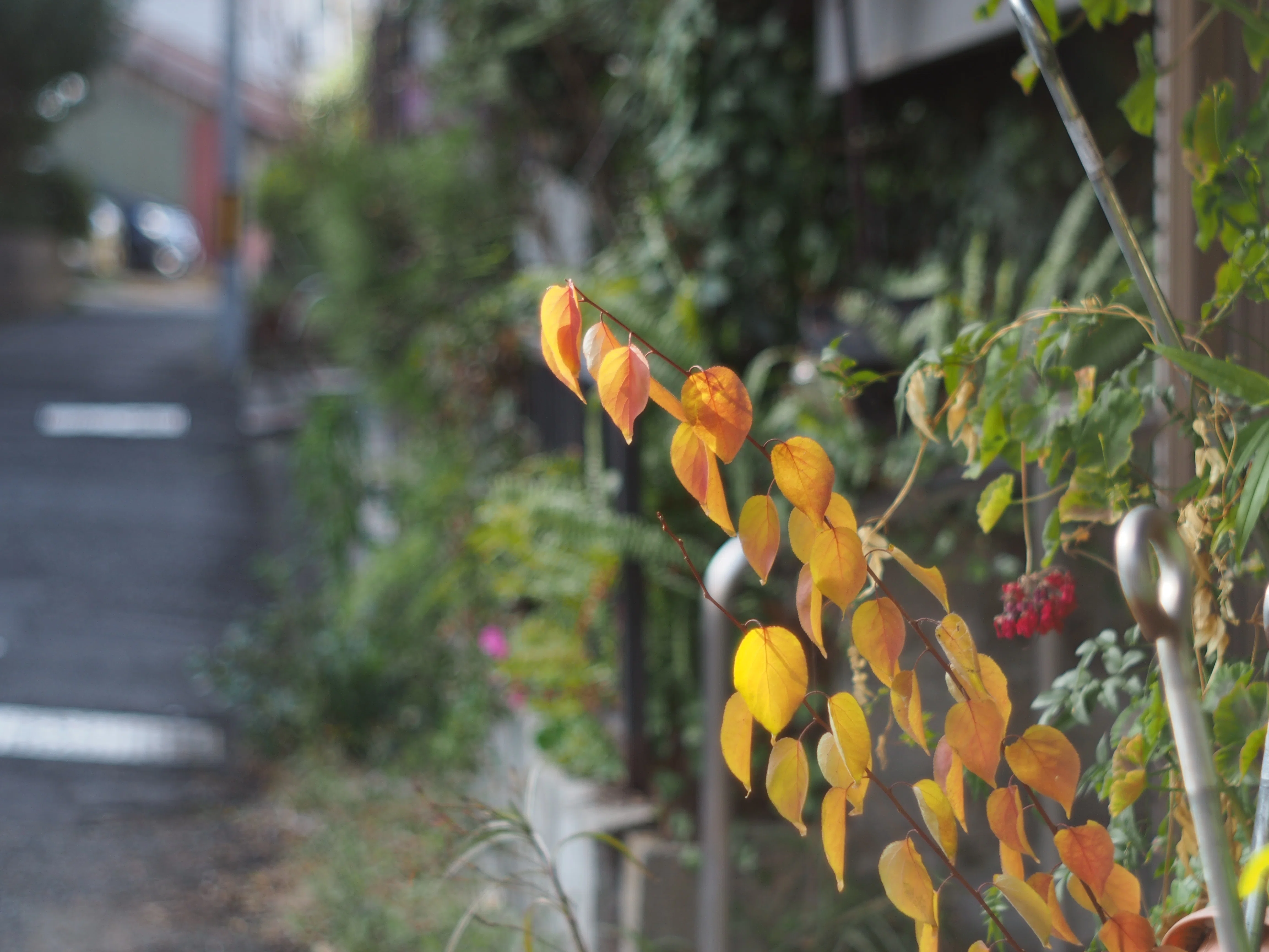 レンズ沼あれこれ：MEPRO-KOMINAR 55mm f2.8｜ひっくすK