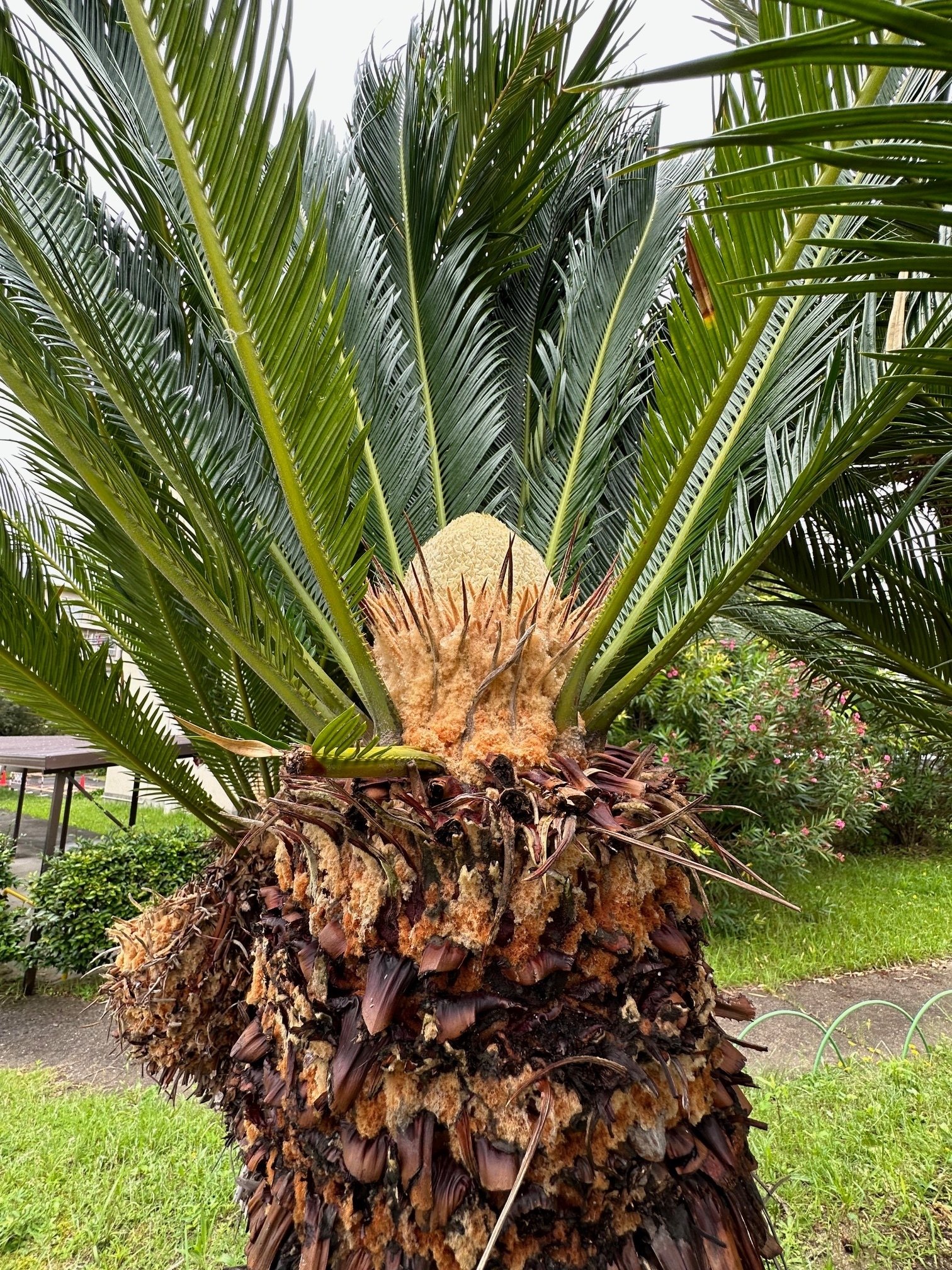 散歩道の「ソテツ(蘇鉄)」に、赤朱色の種子が結実した。雄花の開花