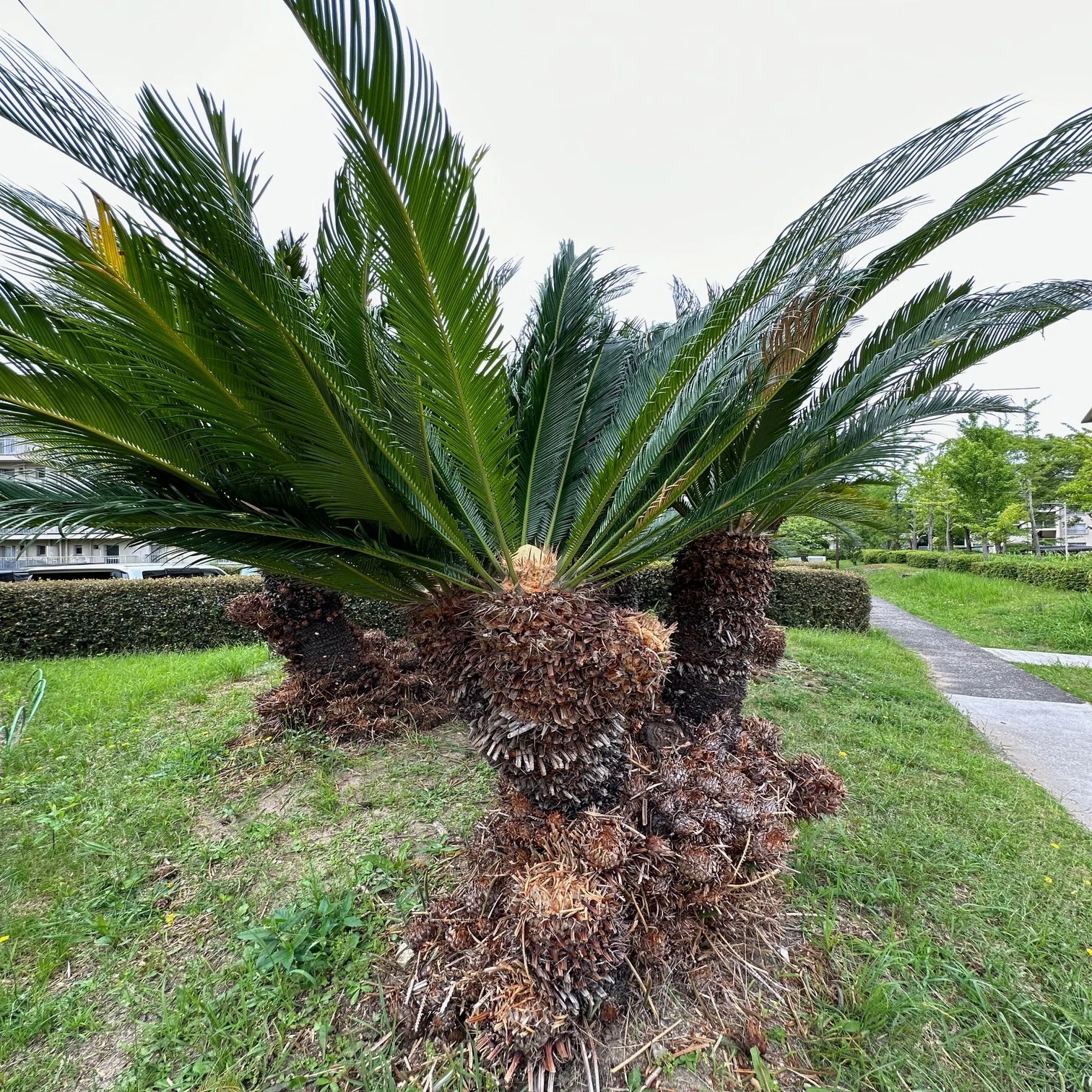 散歩道の「ソテツ(蘇鉄)」に、赤朱色の種子が結実した。雄花の開花 
