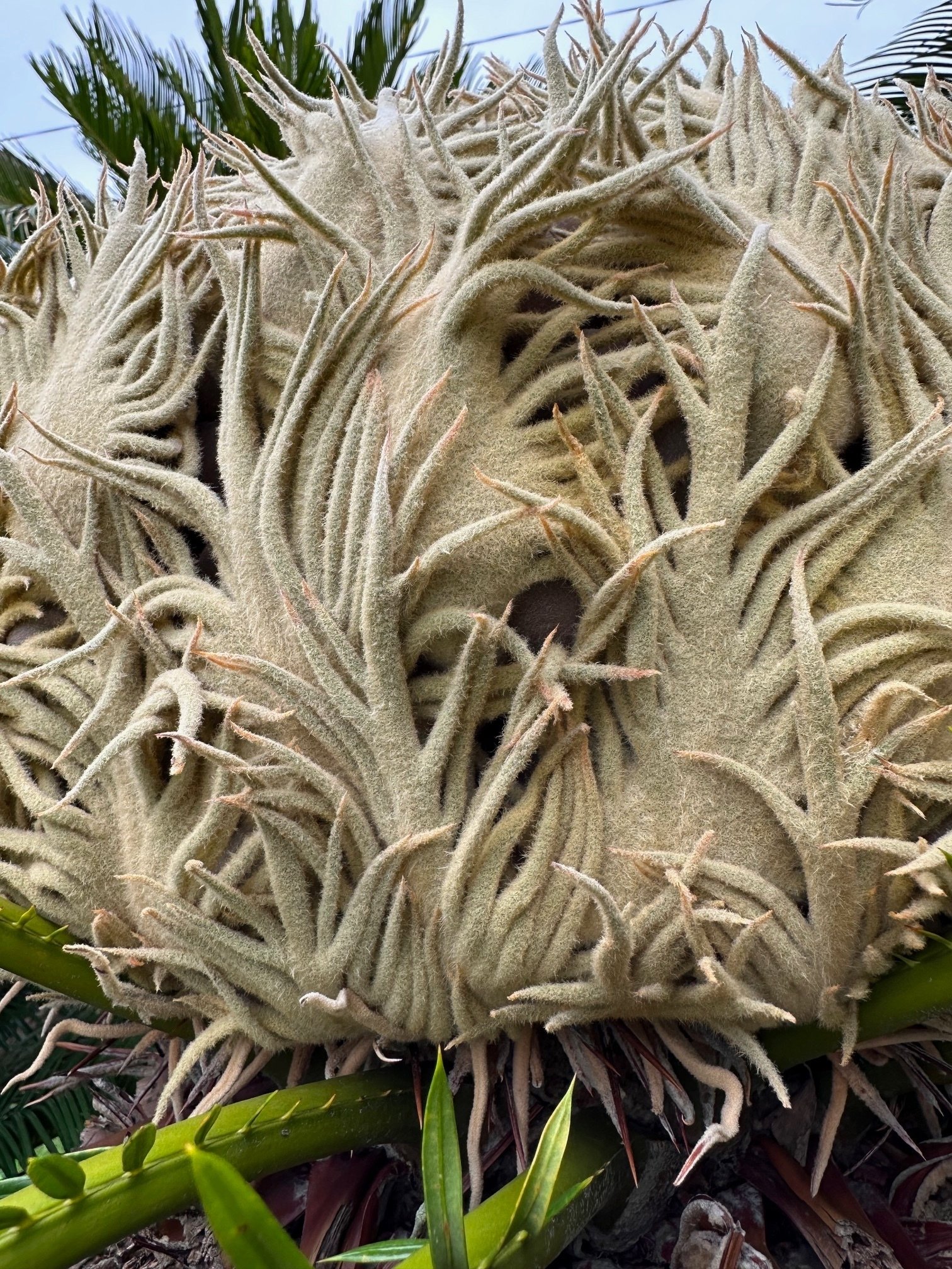 散歩道の「ソテツ(蘇鉄)」に、赤朱色の種子が結実した。雄花の開花